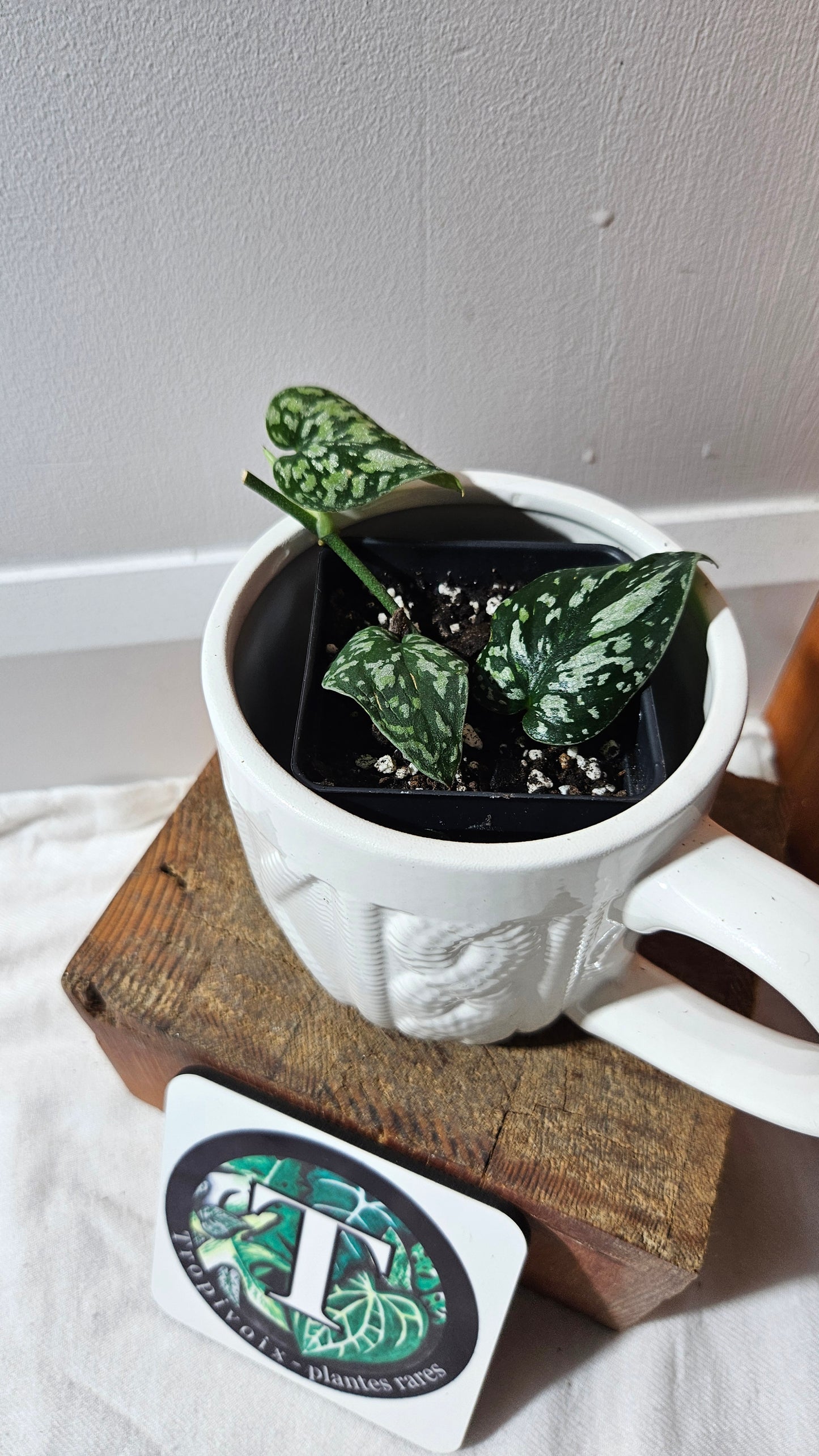 Scindapsus Tricolor Dark Form (SCI-1135)