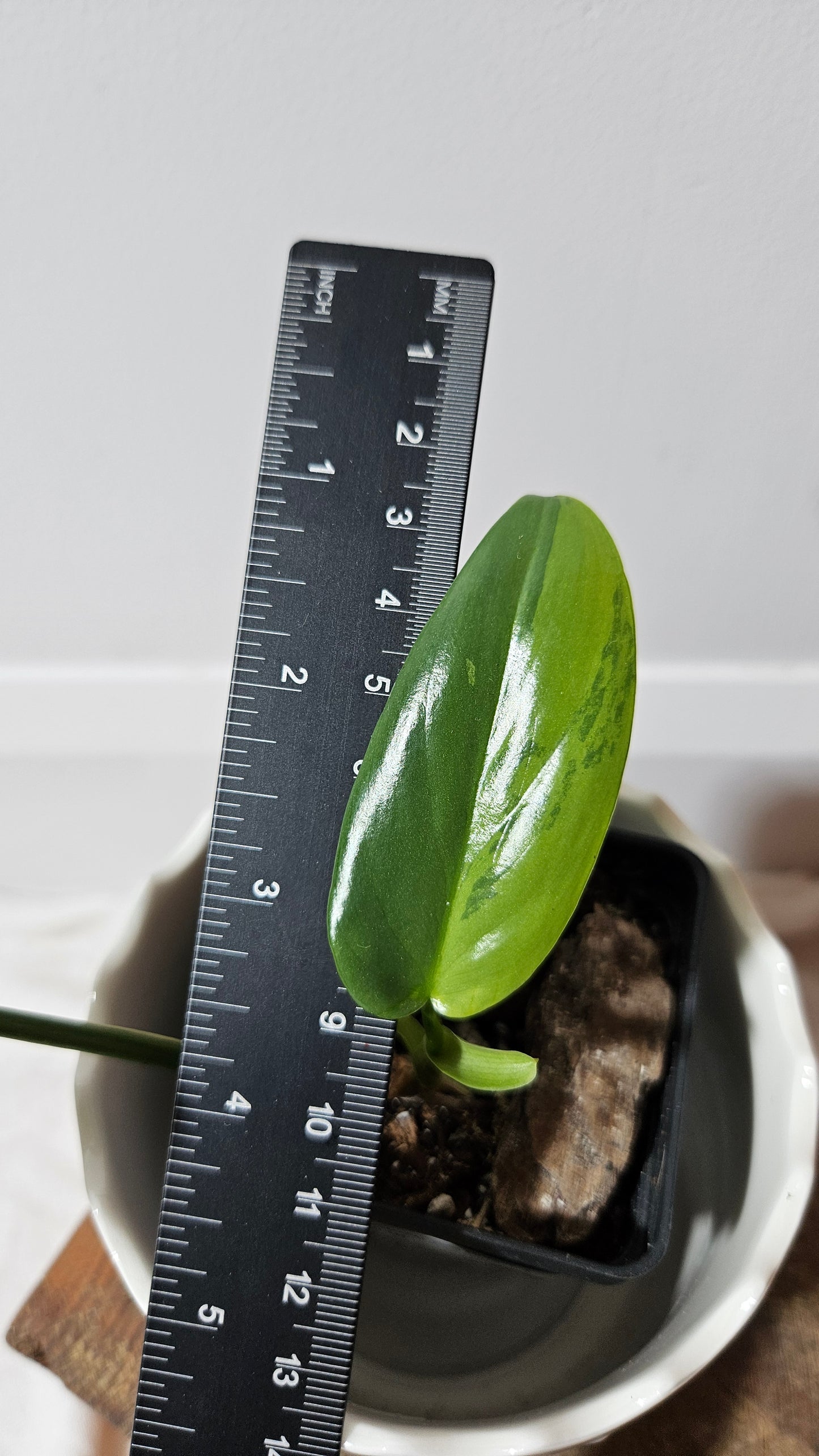 Philodendron Violin Variegata (PHI-582)