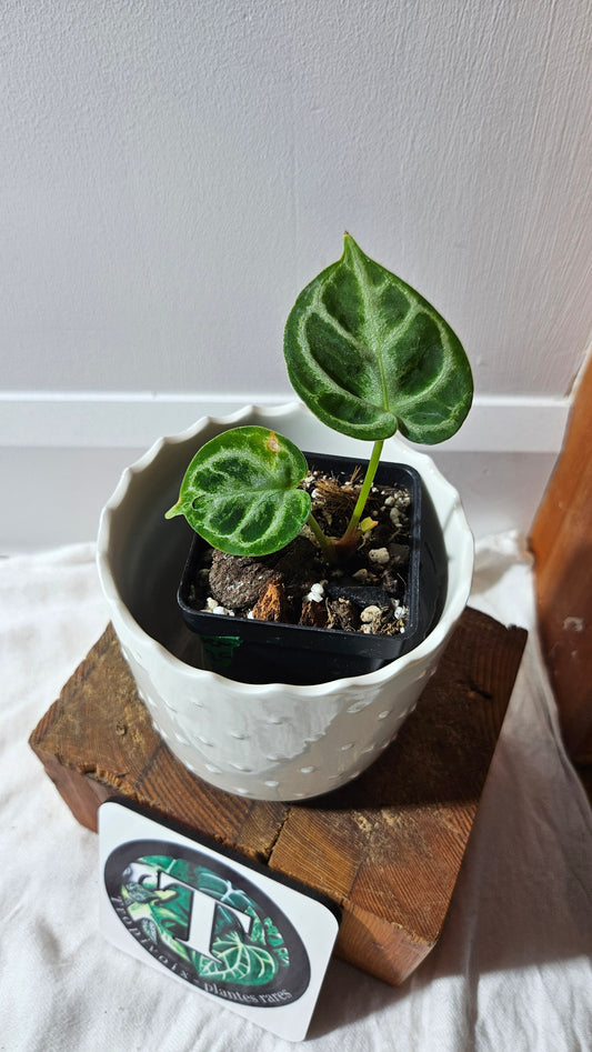 Anthurium Dorayaki Silver "format PETIT"( ANT-577)