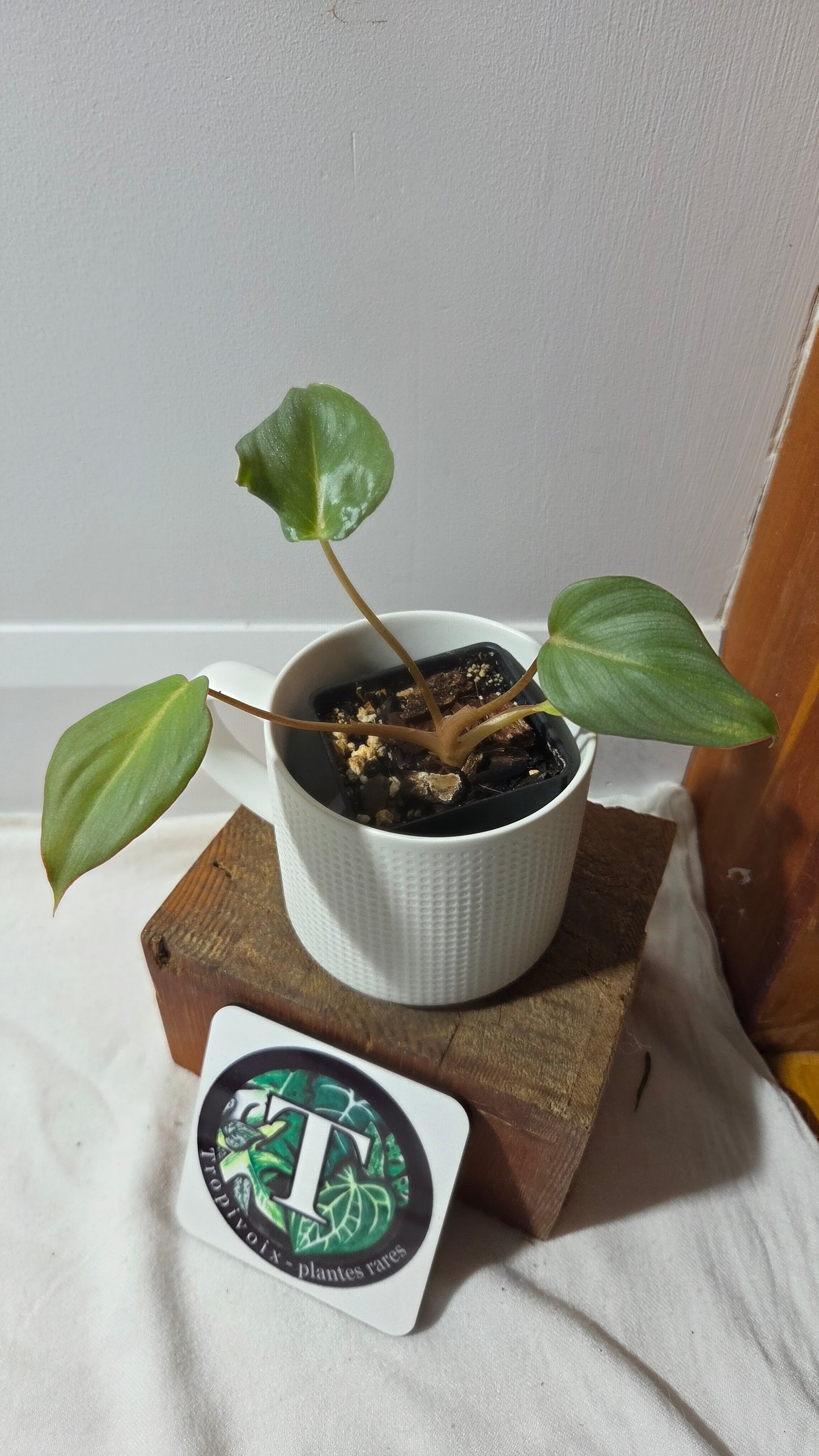 Philodendron Gloriosum Veins (PHI-682)