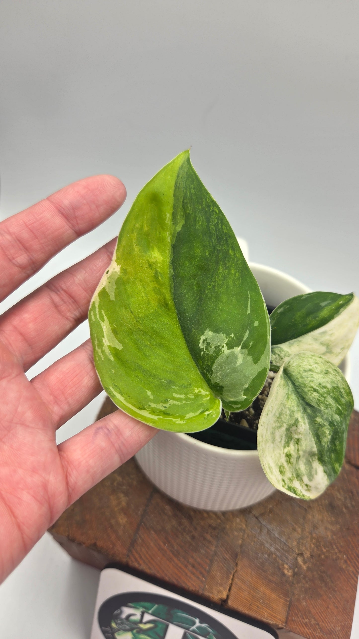 Scindapsus Silver Satin Tricolore (SCI-830)