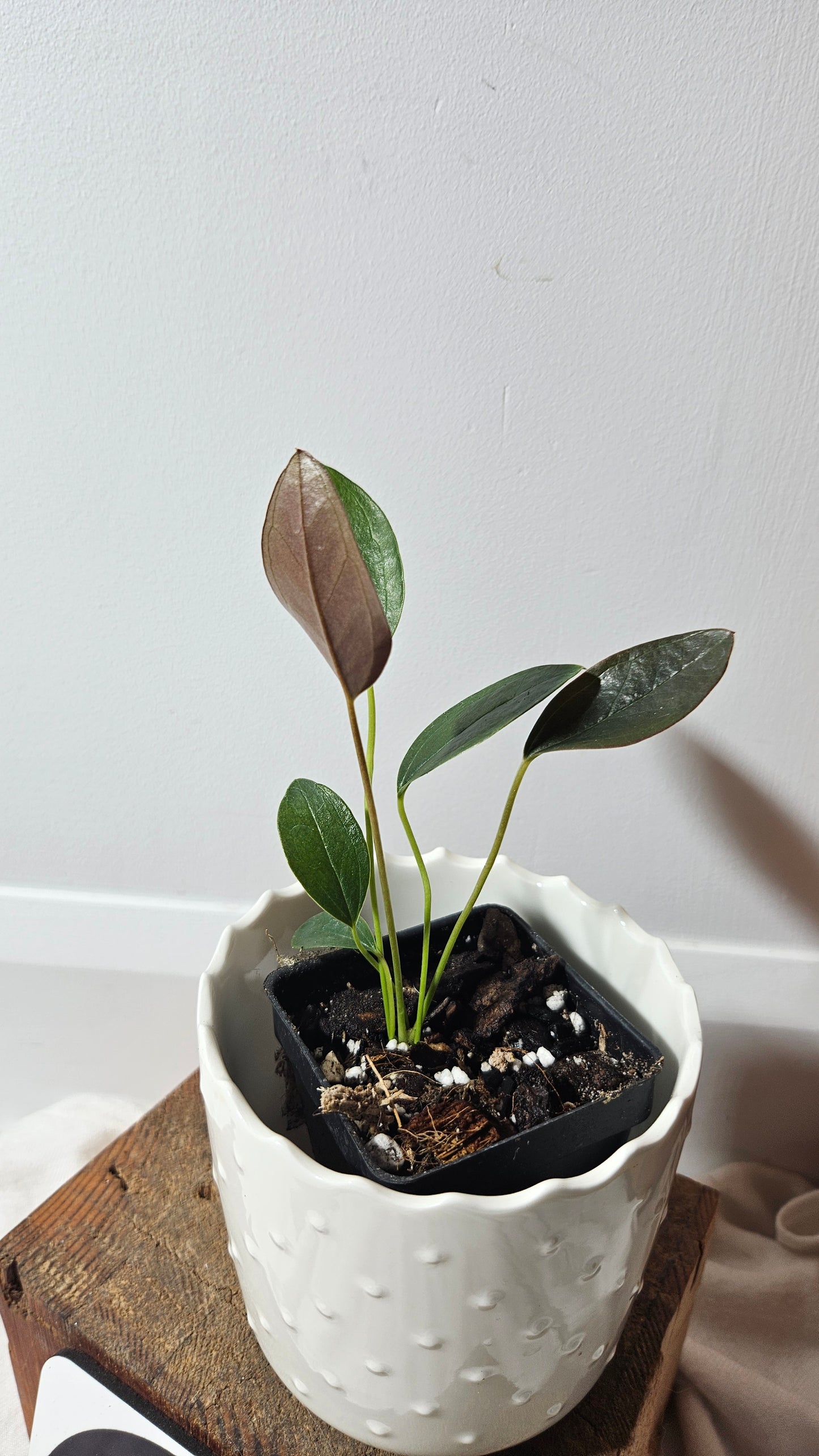 Anthurium Lingua "Format PETIT" (ANT-209)