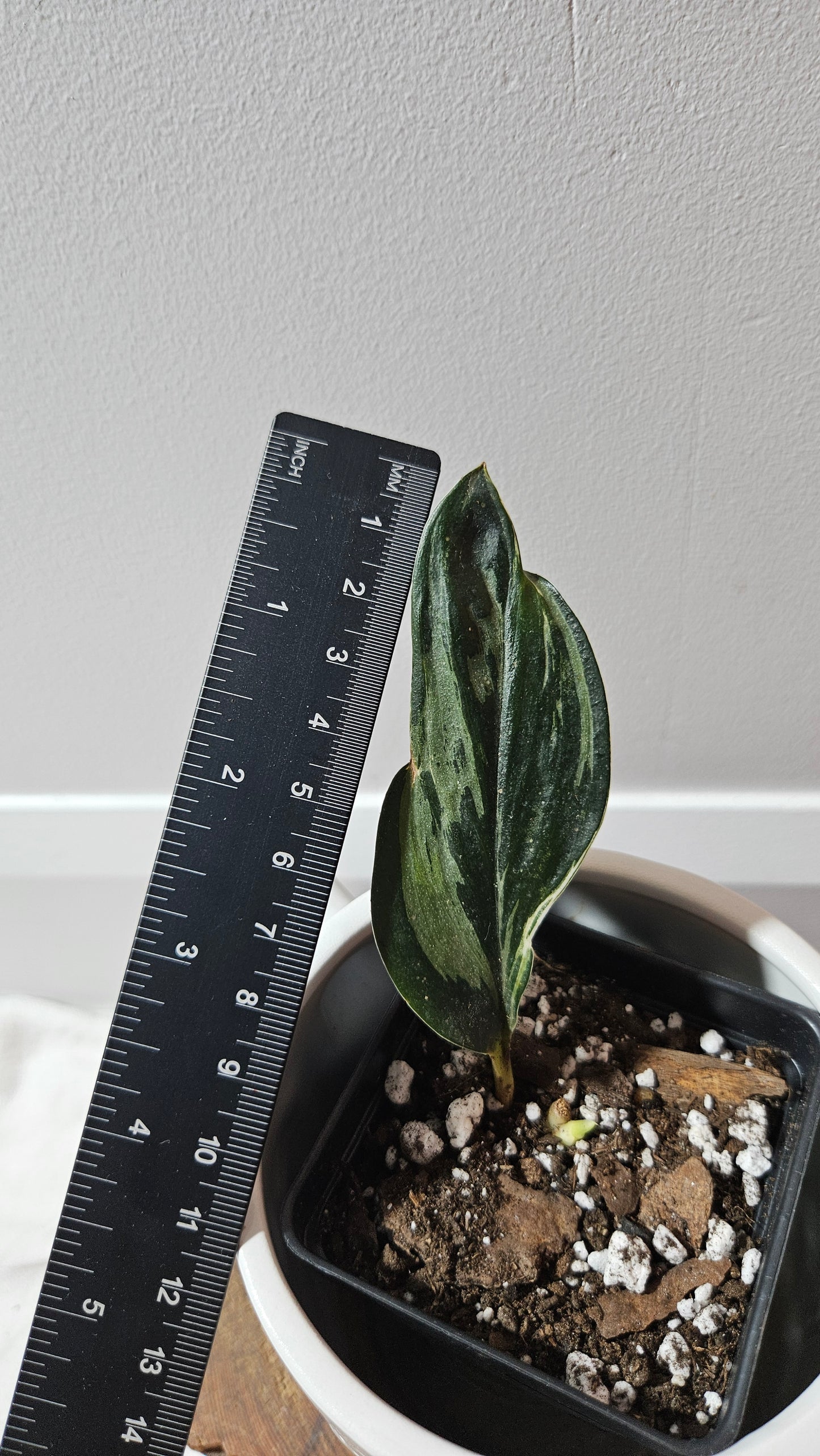 Scindapsus Treubii Dark Form silver (SCI-1197)