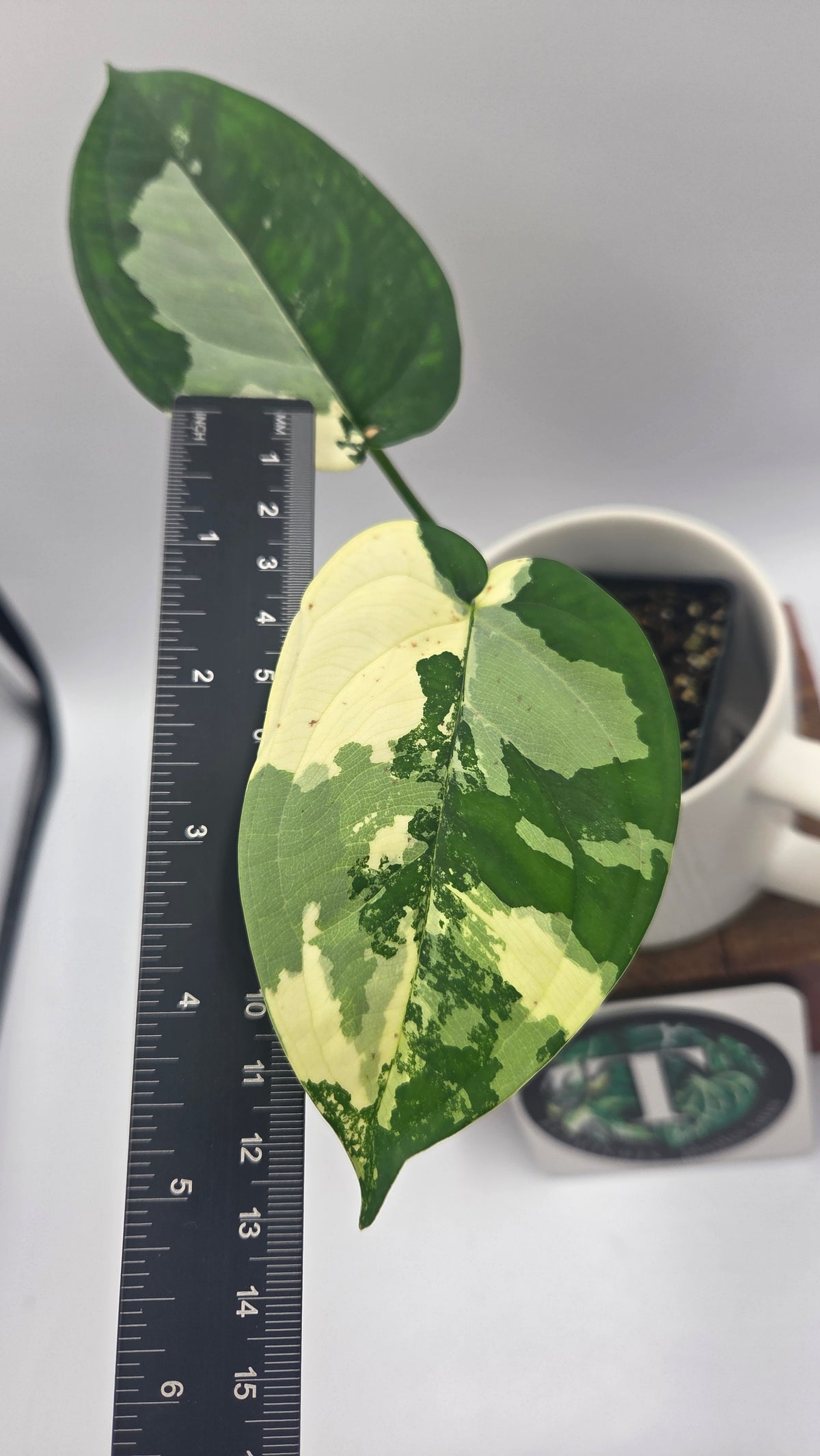 Syngonium Chiapense Albo (SYN-527)