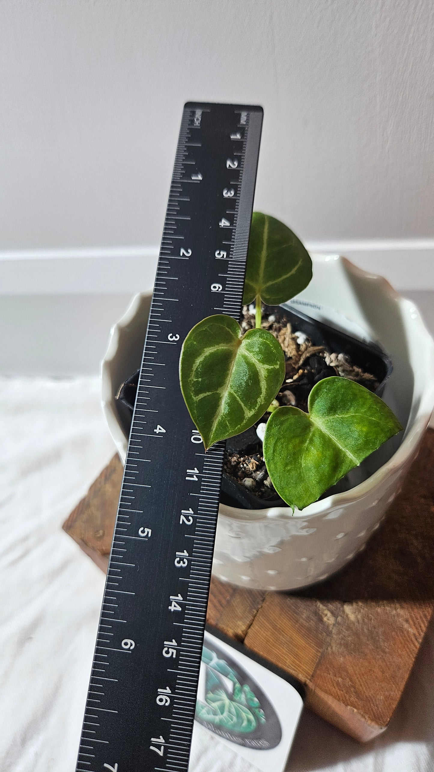 Anthurium Hoffmanii "format SEEDLING" (ANT-585)