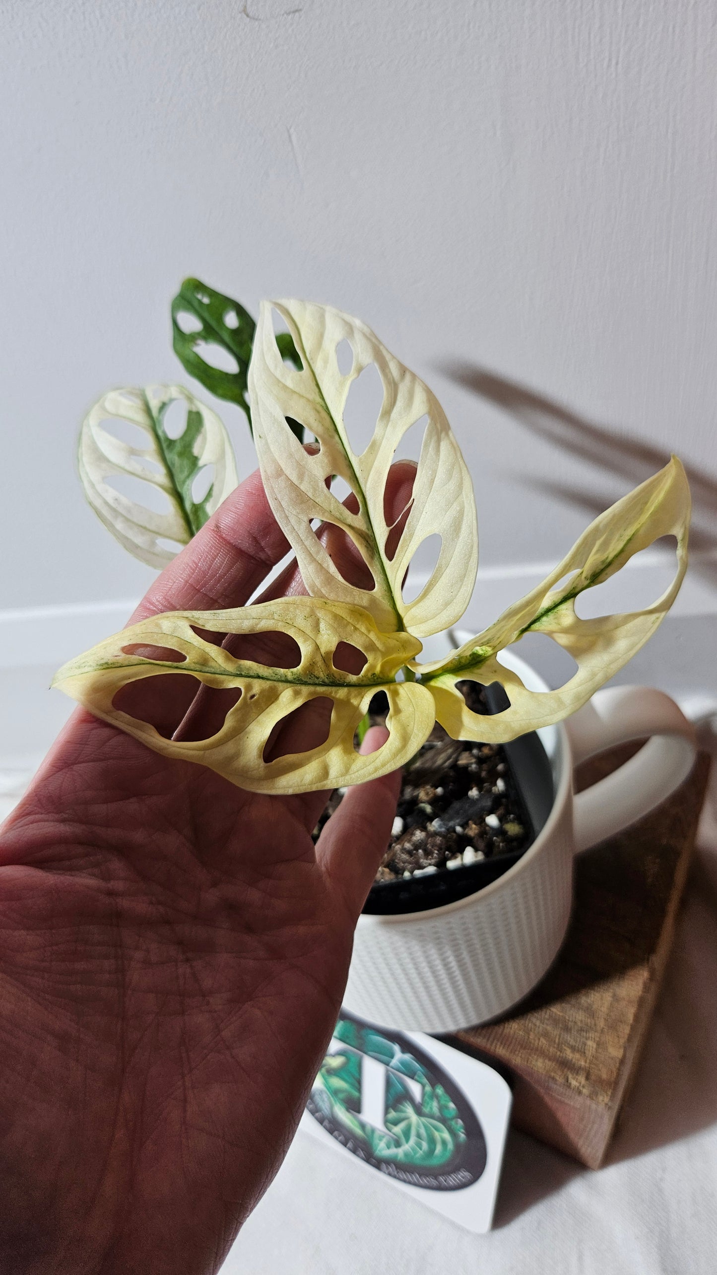 Monstera Andasonii Archipelago Ghost (MON-386)