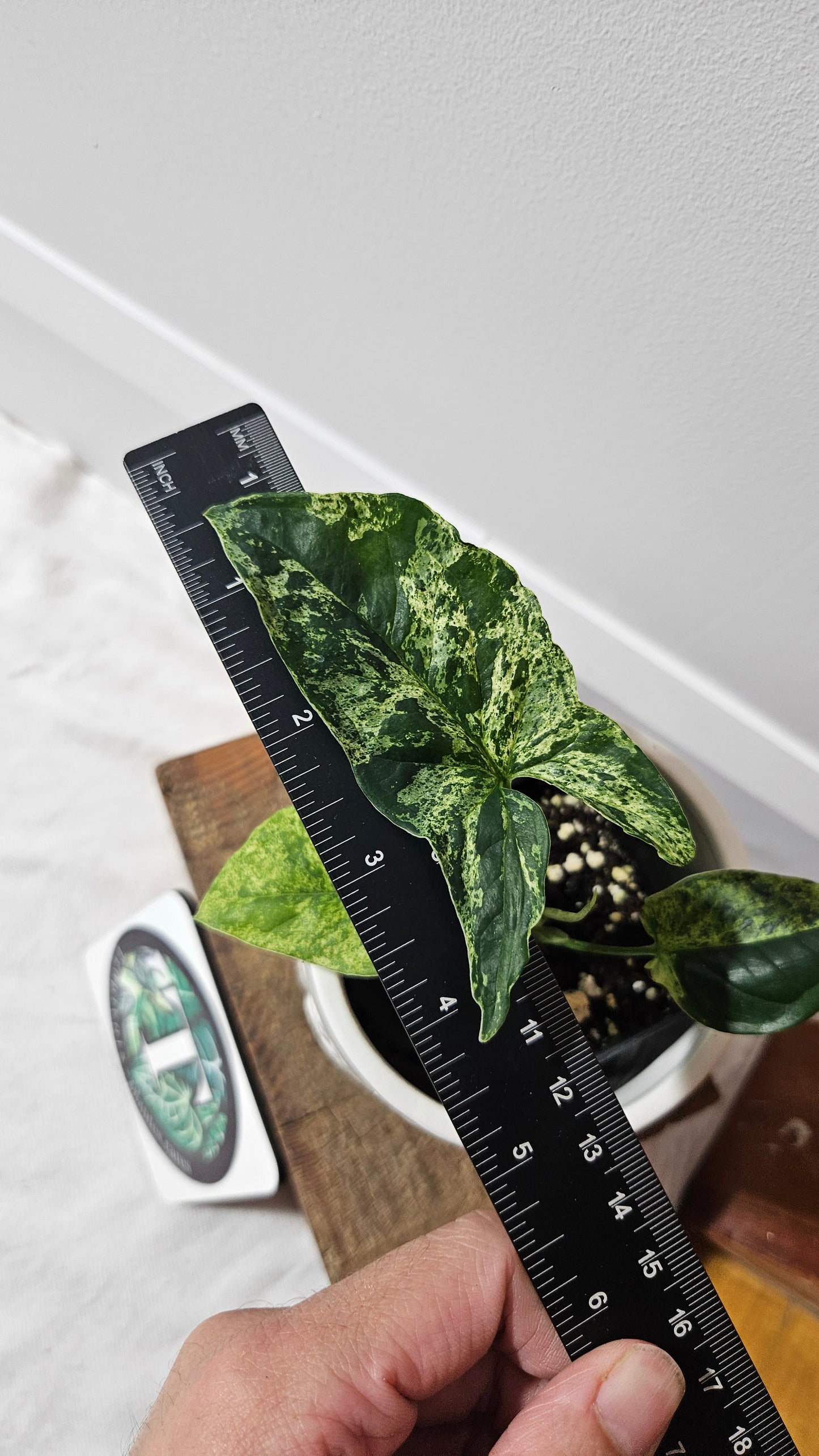 Syngonium Mojito (SYN-462)