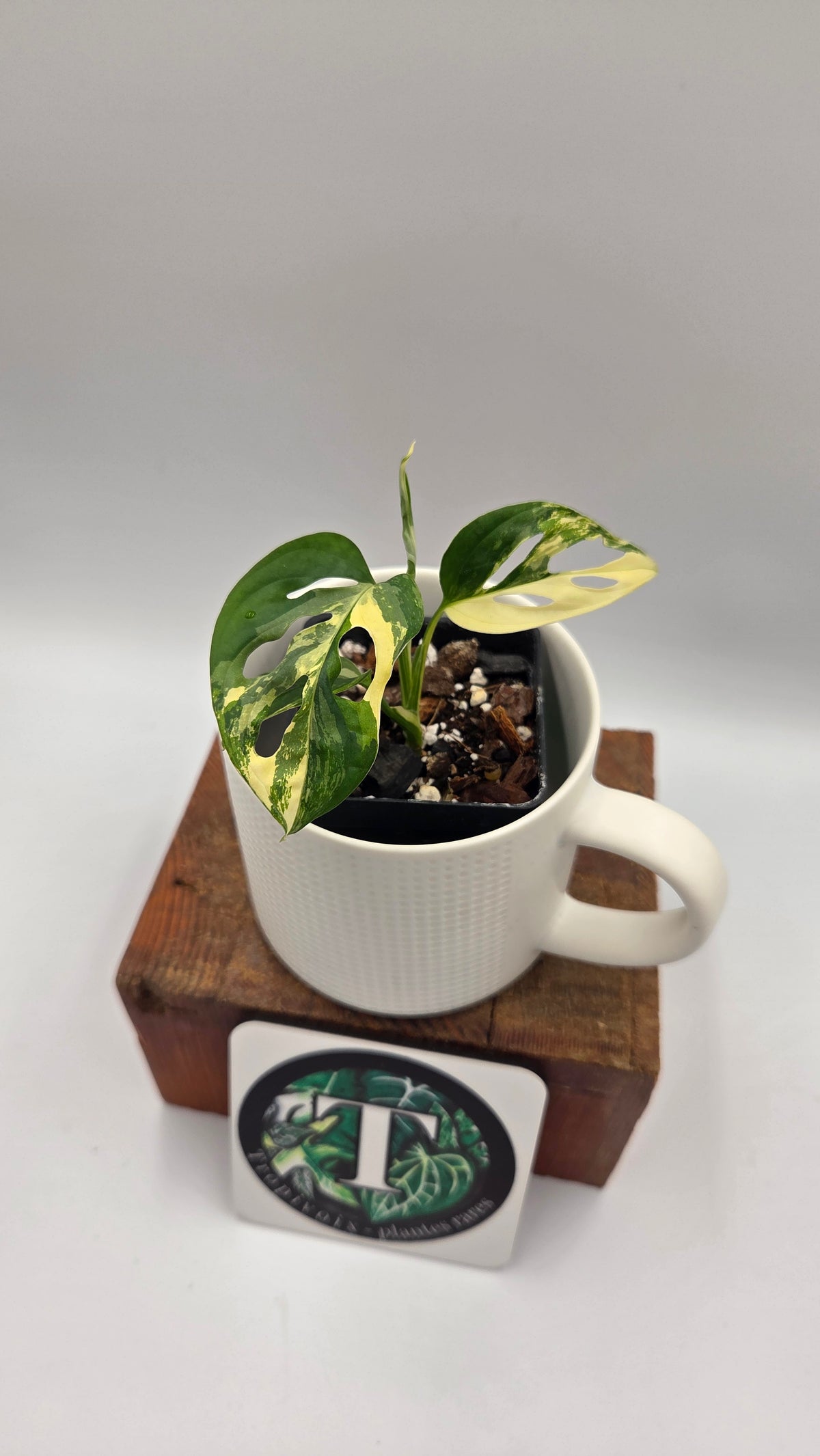 Monstera Andasonii Tricolore (MON-579)