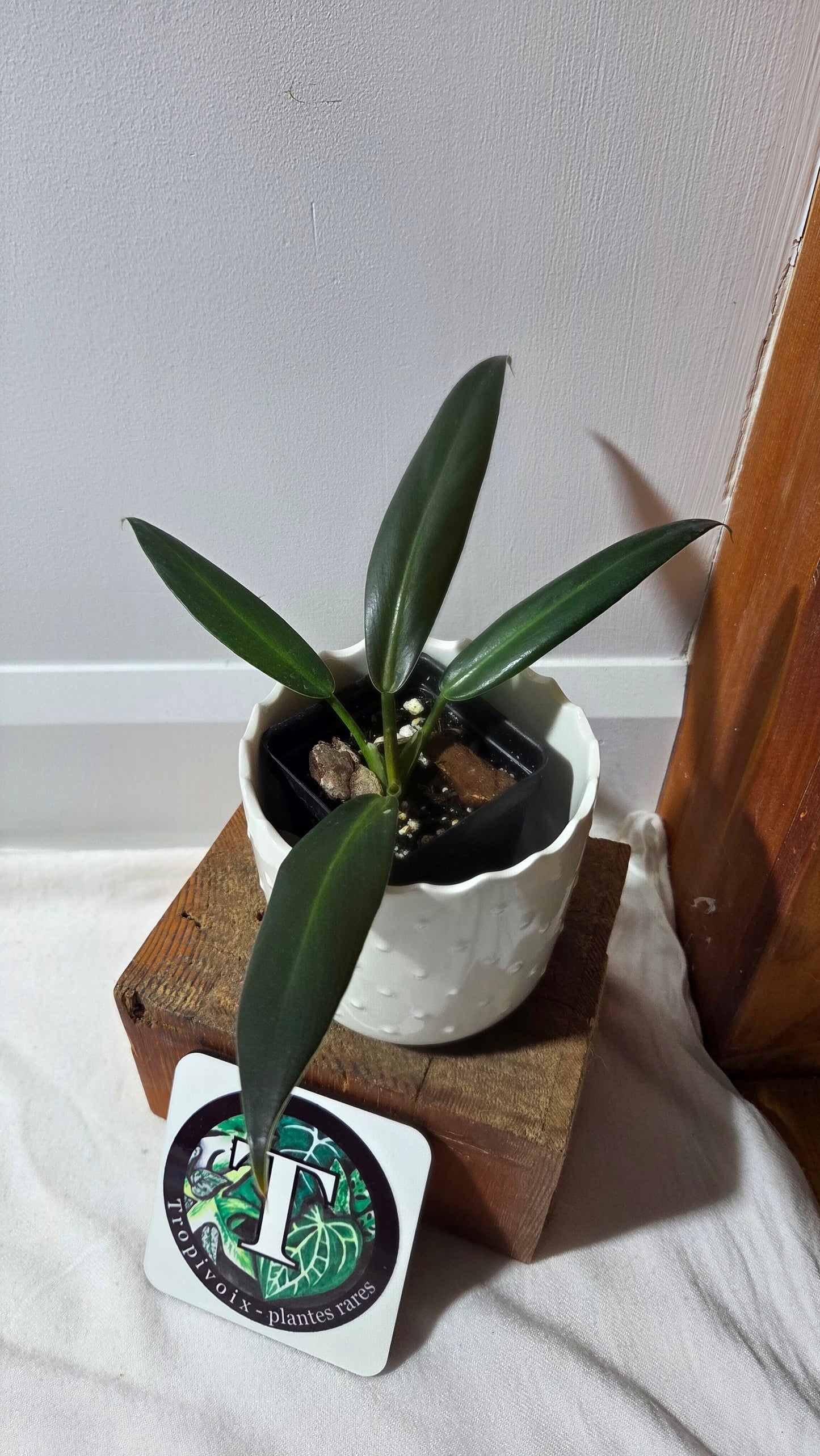 Philodendron Ruizii (PHI-411)