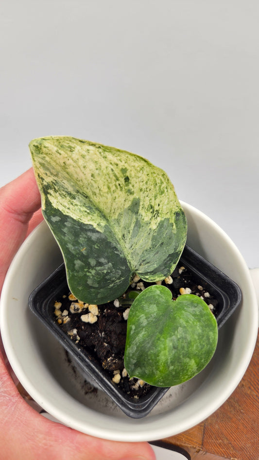 Scindapsus Silver Cloud mutation (SCI-1090)