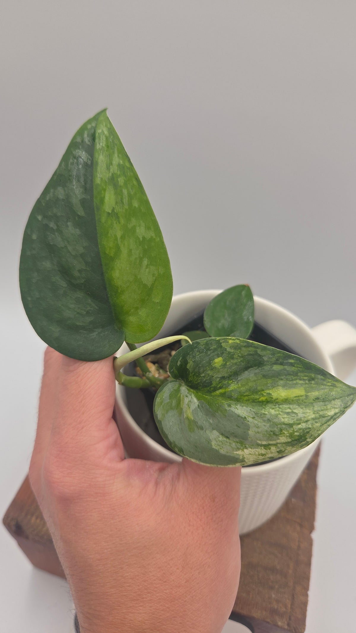 Scindapsus Dark Splash Variegata (SCI-1527)
