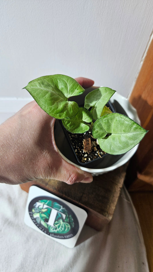 Syngonium Moonshine (SYN-293)