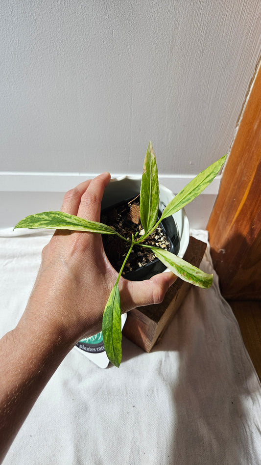 Anthurium Vittarifolium Variegata "format PETIT" (ANT-445)