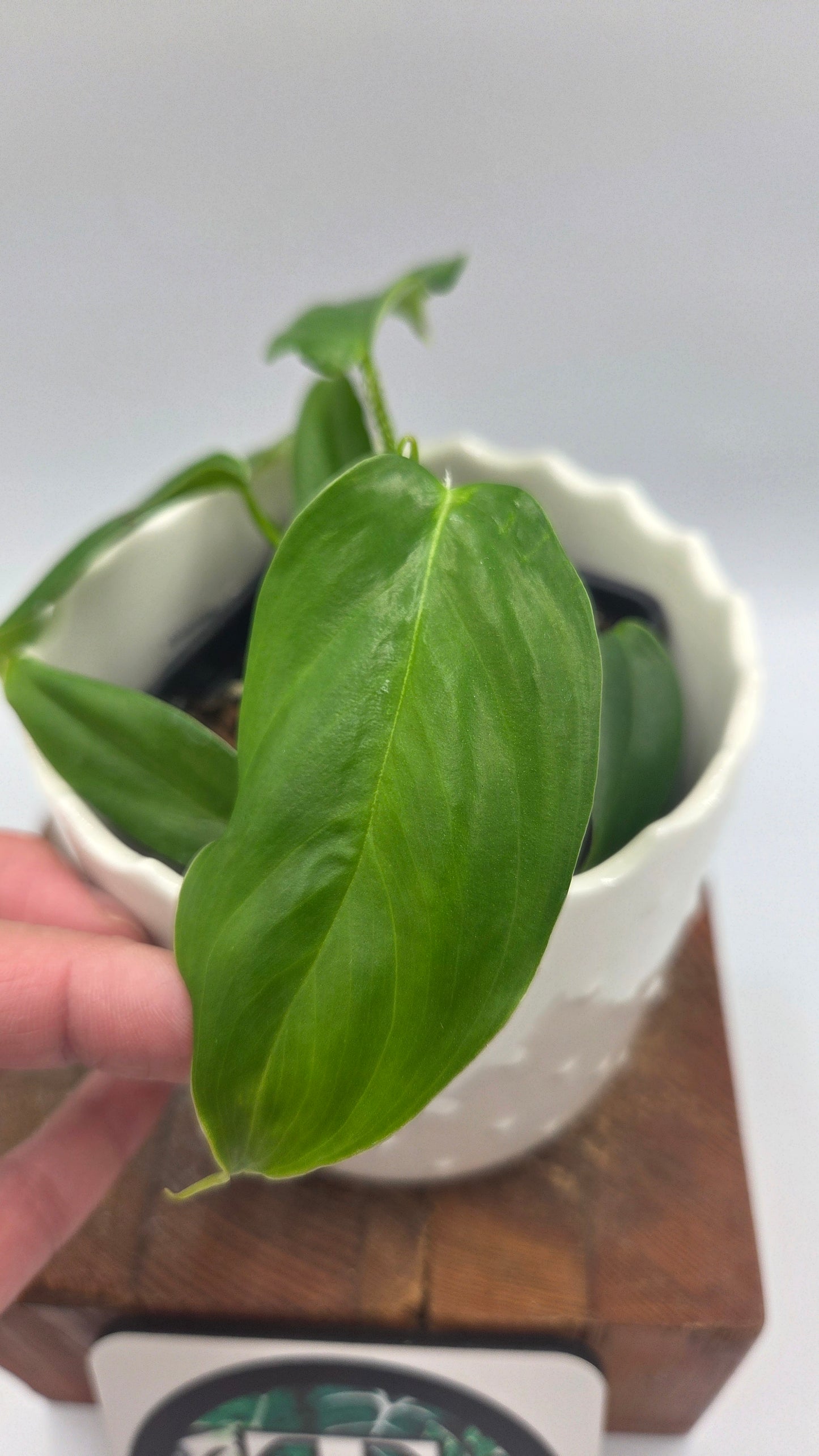 Philodendron Genevievianum (PHI-1045)