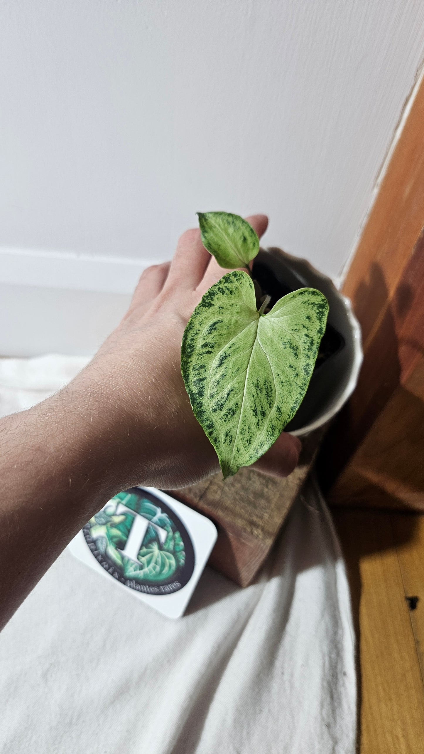 Syngonium Batik (SYN-416)