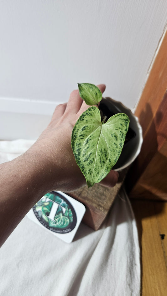 Syngonium Batik (SYN-416)