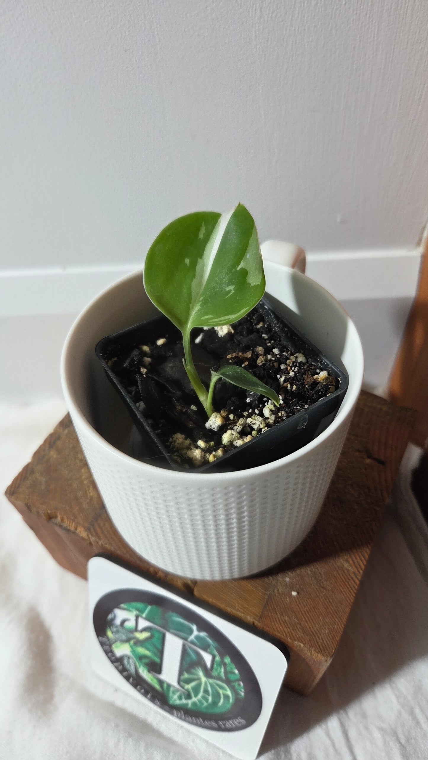 Scindapsus Treubii Moonlight Albo (SCI-1349)