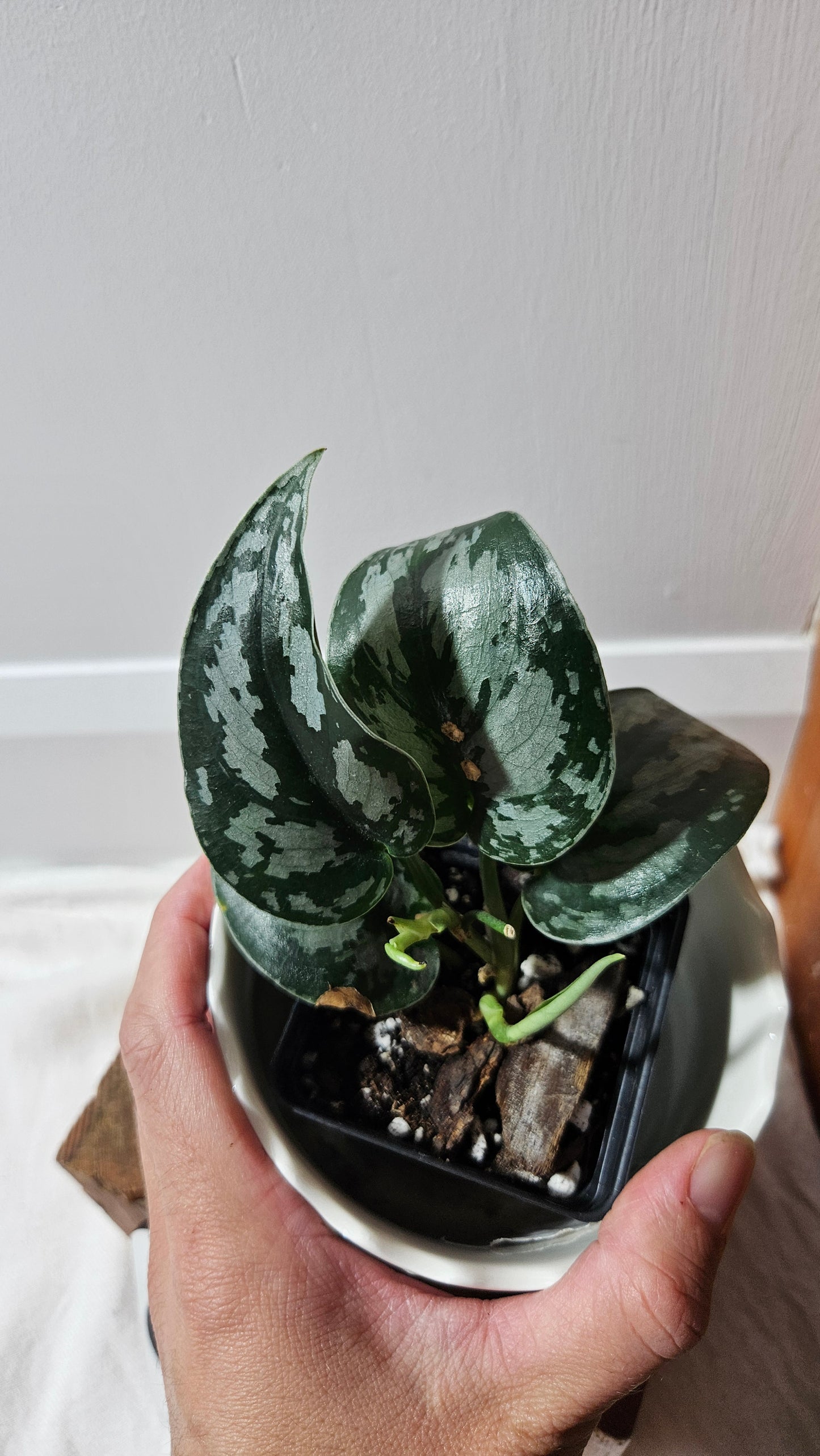 Scindapsus Black Exotica (SCI-1336)