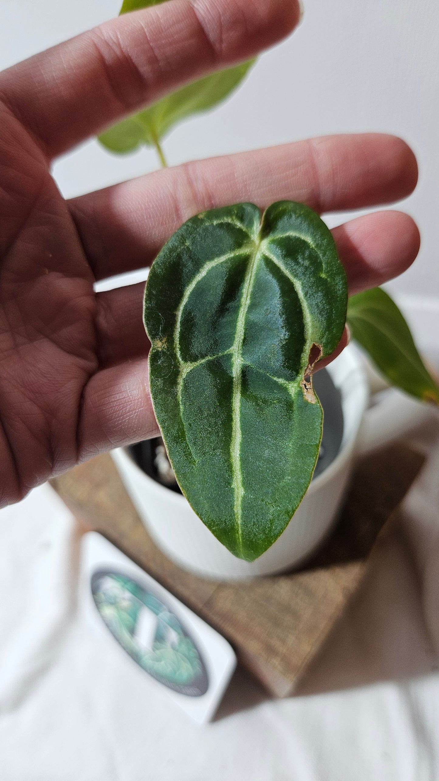 Anthurium Forgetii X Carlablackiae "format PETIT" (ANT-633)