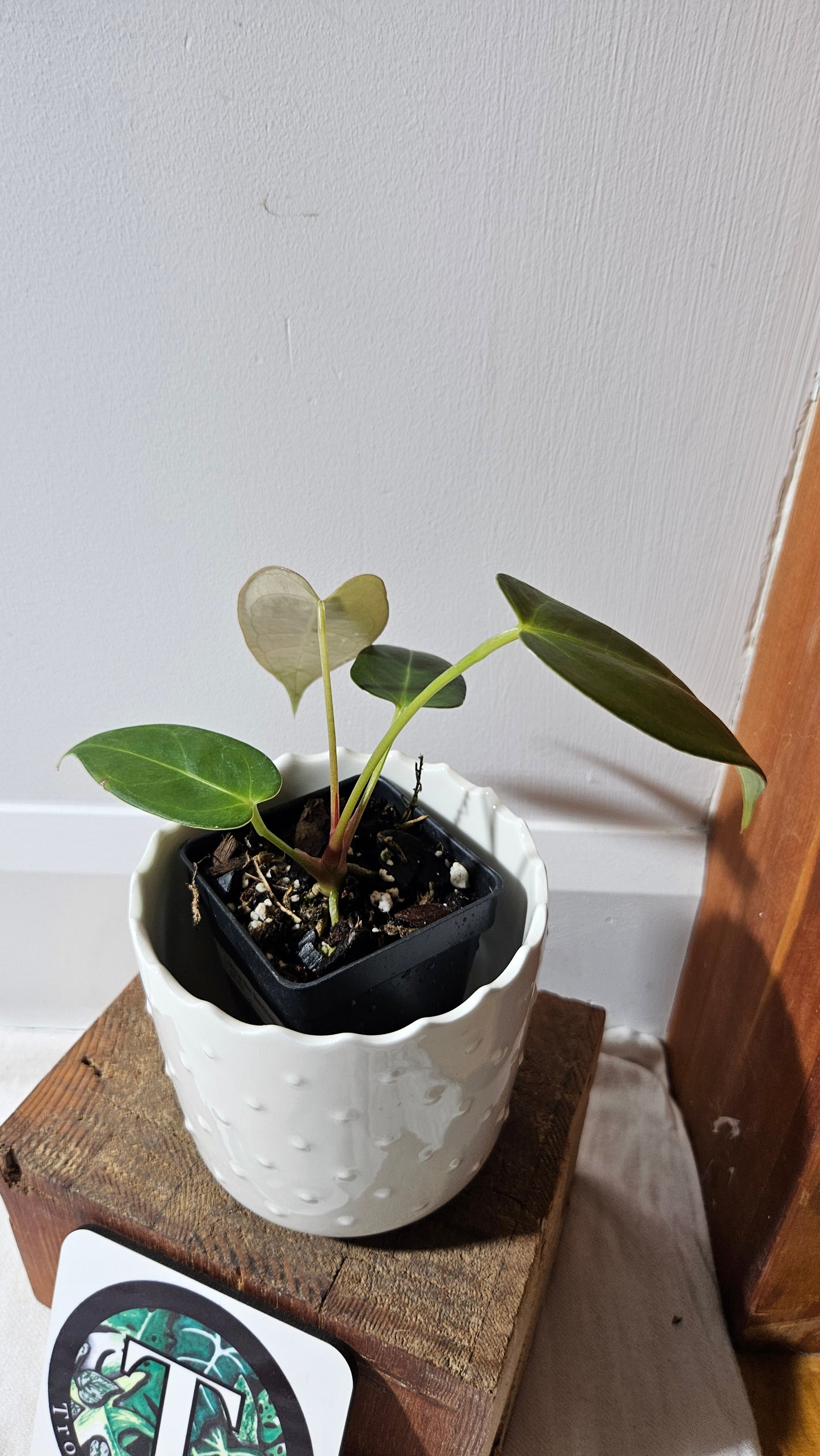 Anthurium Silver Blush X Subsignatum "format PETIT" (ANT-176)