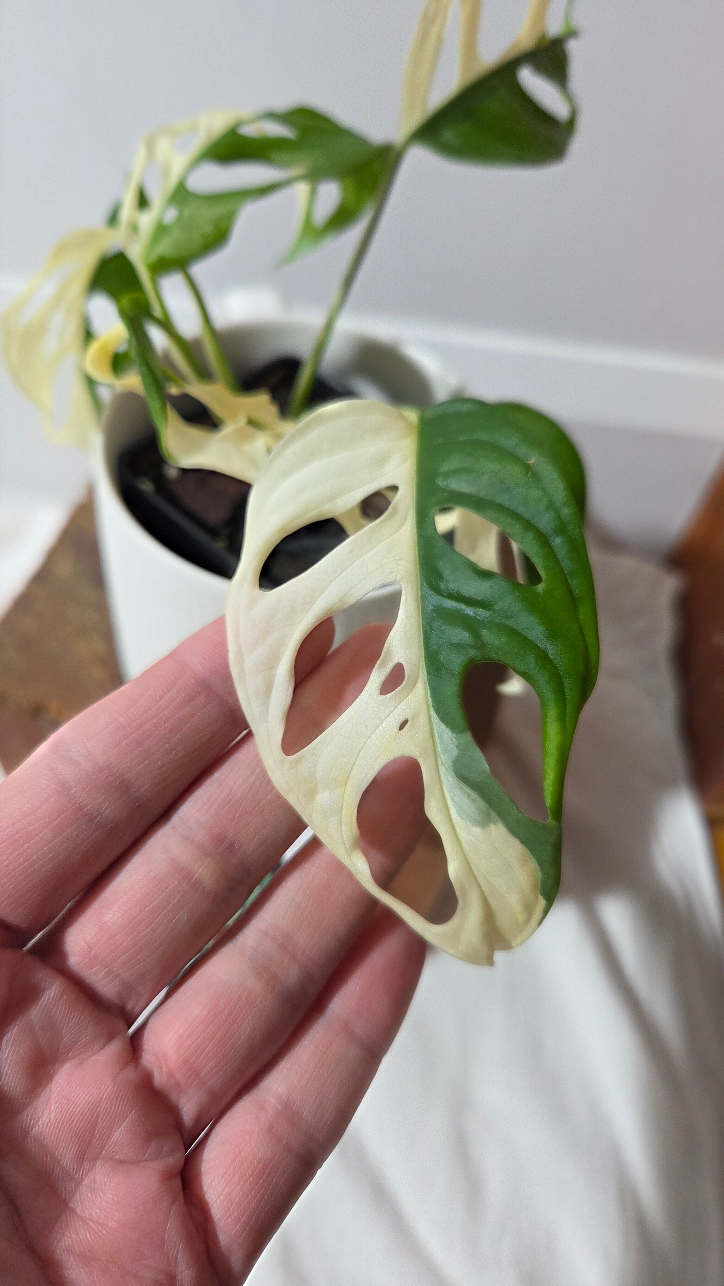 Monstera Andasonii Albo/ Génétique Half&Half (MON-507)