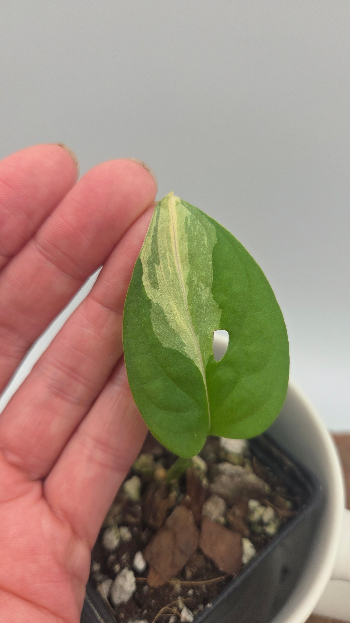 Monstera Andasonii Albo (MON-572)