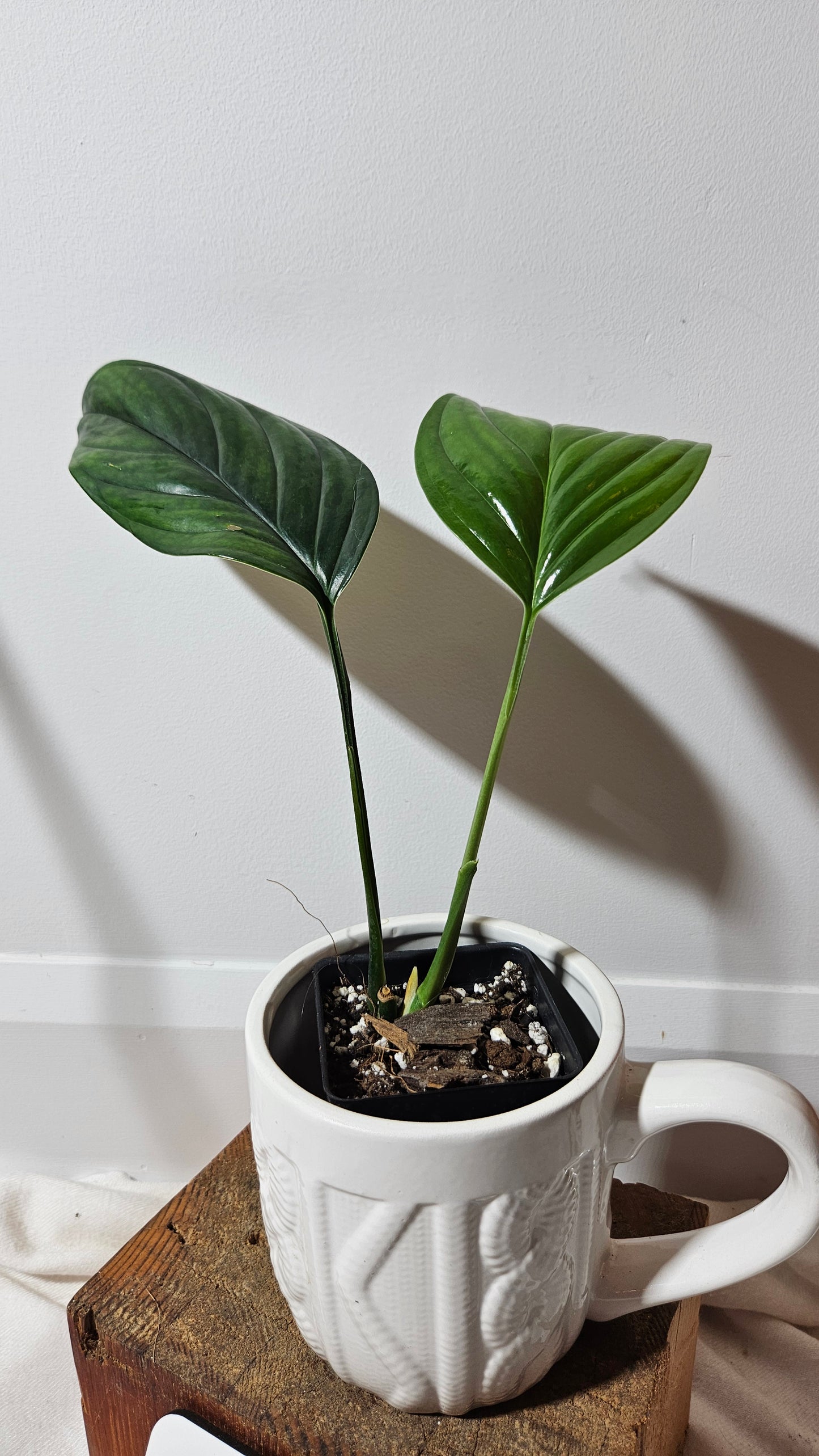 Monstera Obliqua Aff Black Stripes  (MON-236)