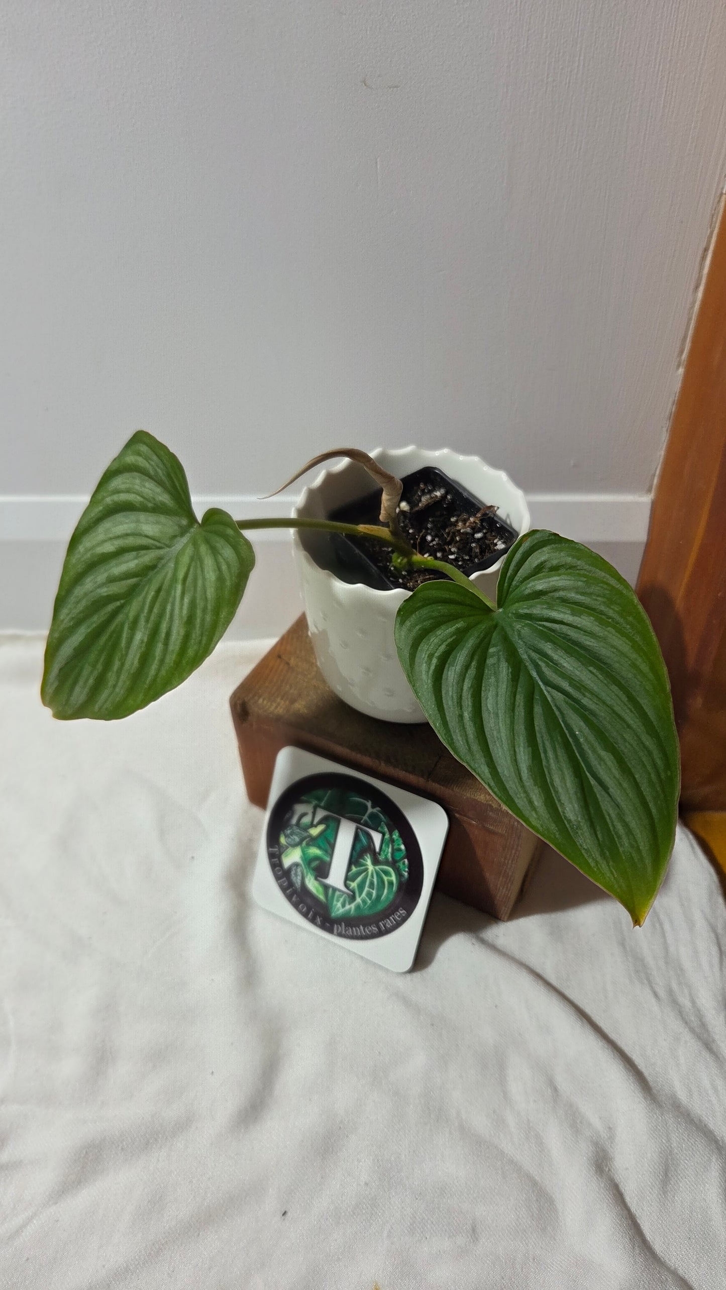 Philodendron Plowmanii "d'équateur"(PHI-990)