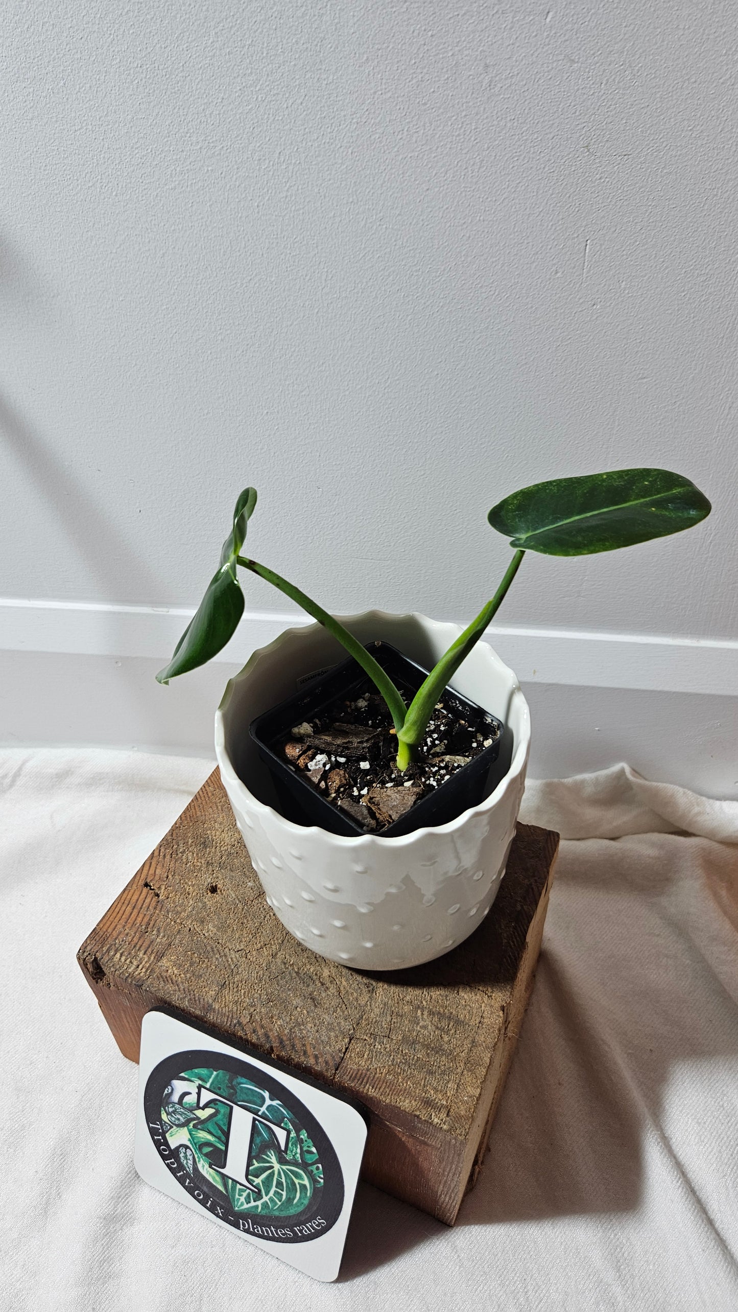 Philodendron Ilsemanii Green (PHI-527)