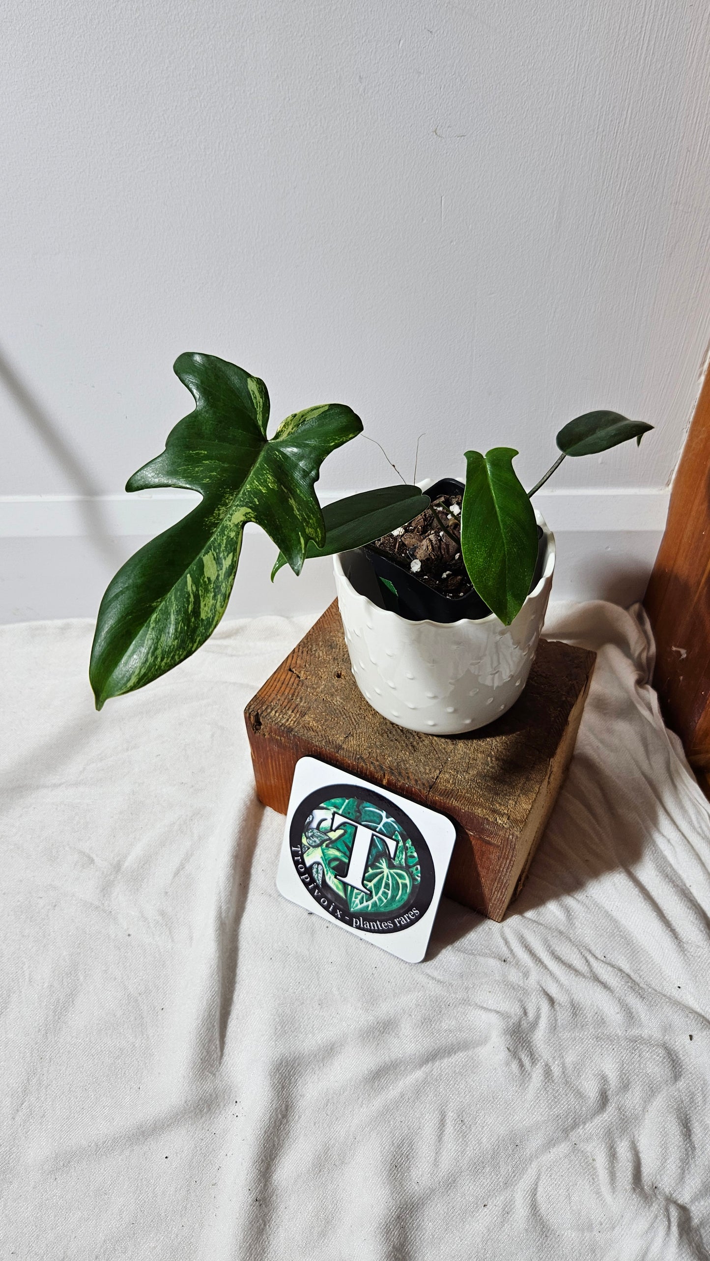 Philodendron Florida Beauty REVERT(PHI-580)