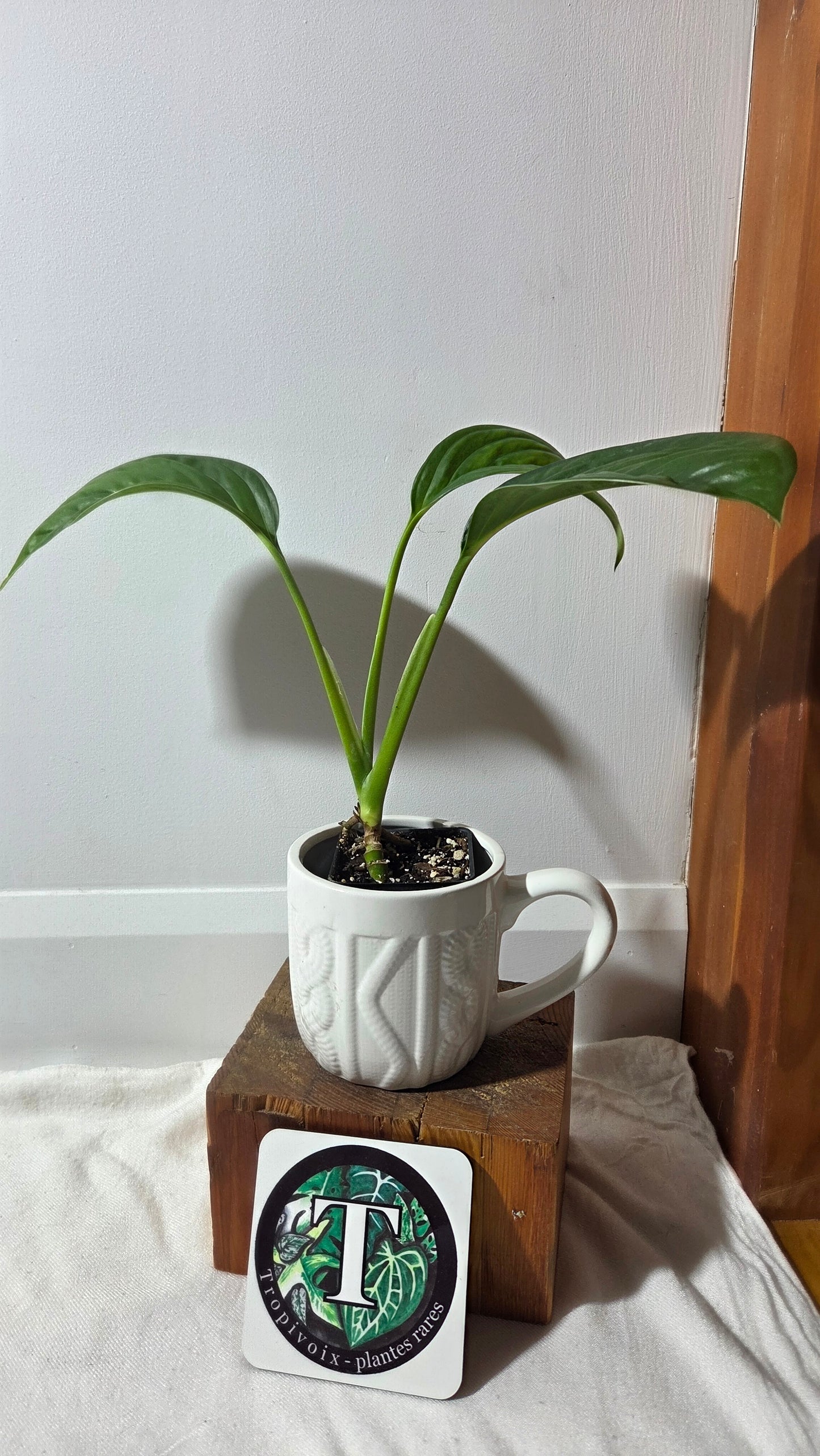 Monstera Obliqua Aff Calacali (MON-161)