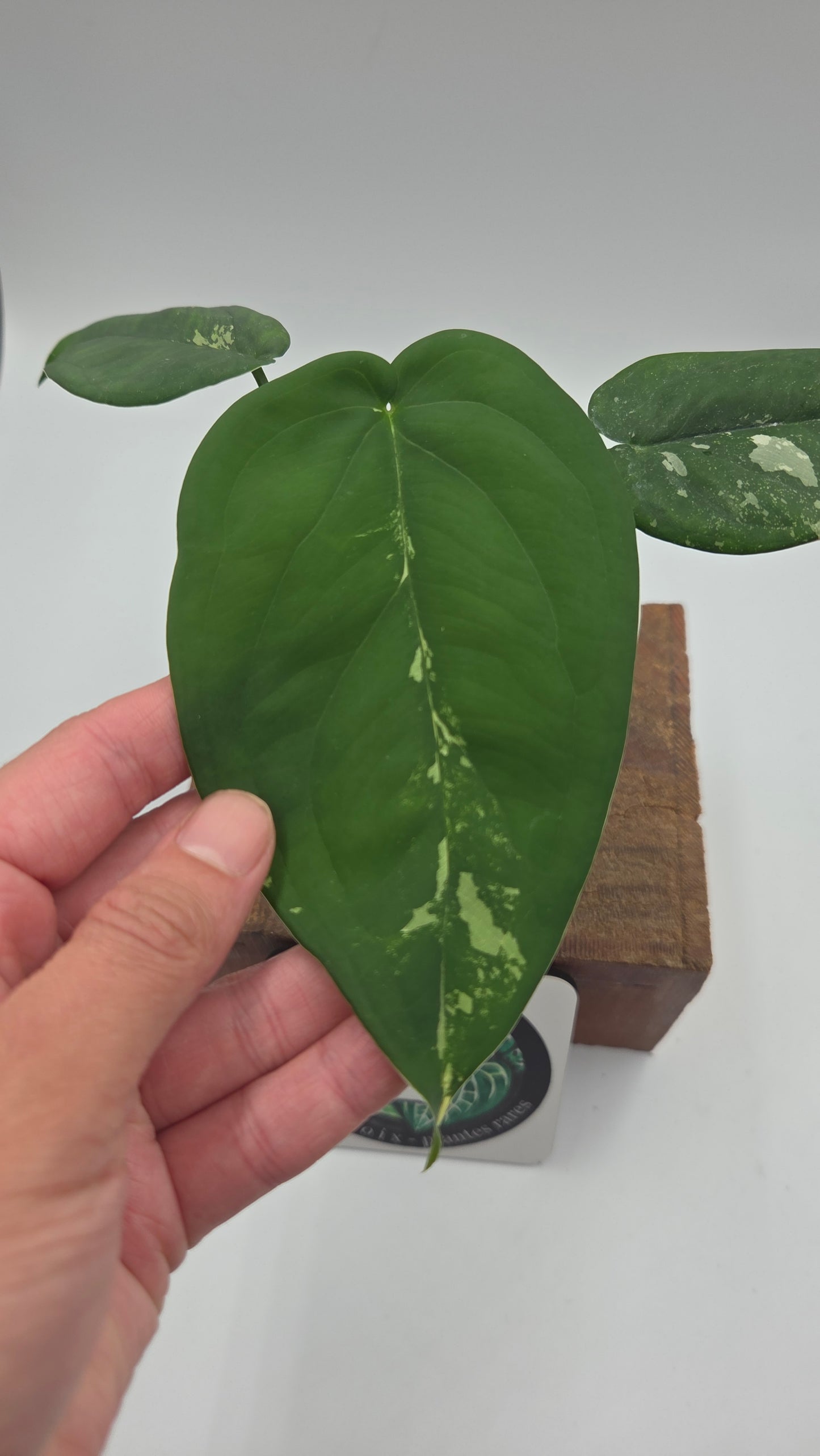 Syngonium Chiapense Albo (SYN-466)