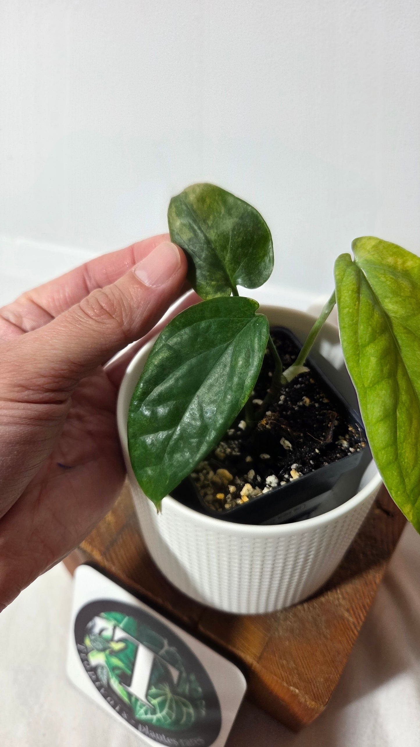 Amydrium Medium Mint (AMY-034)