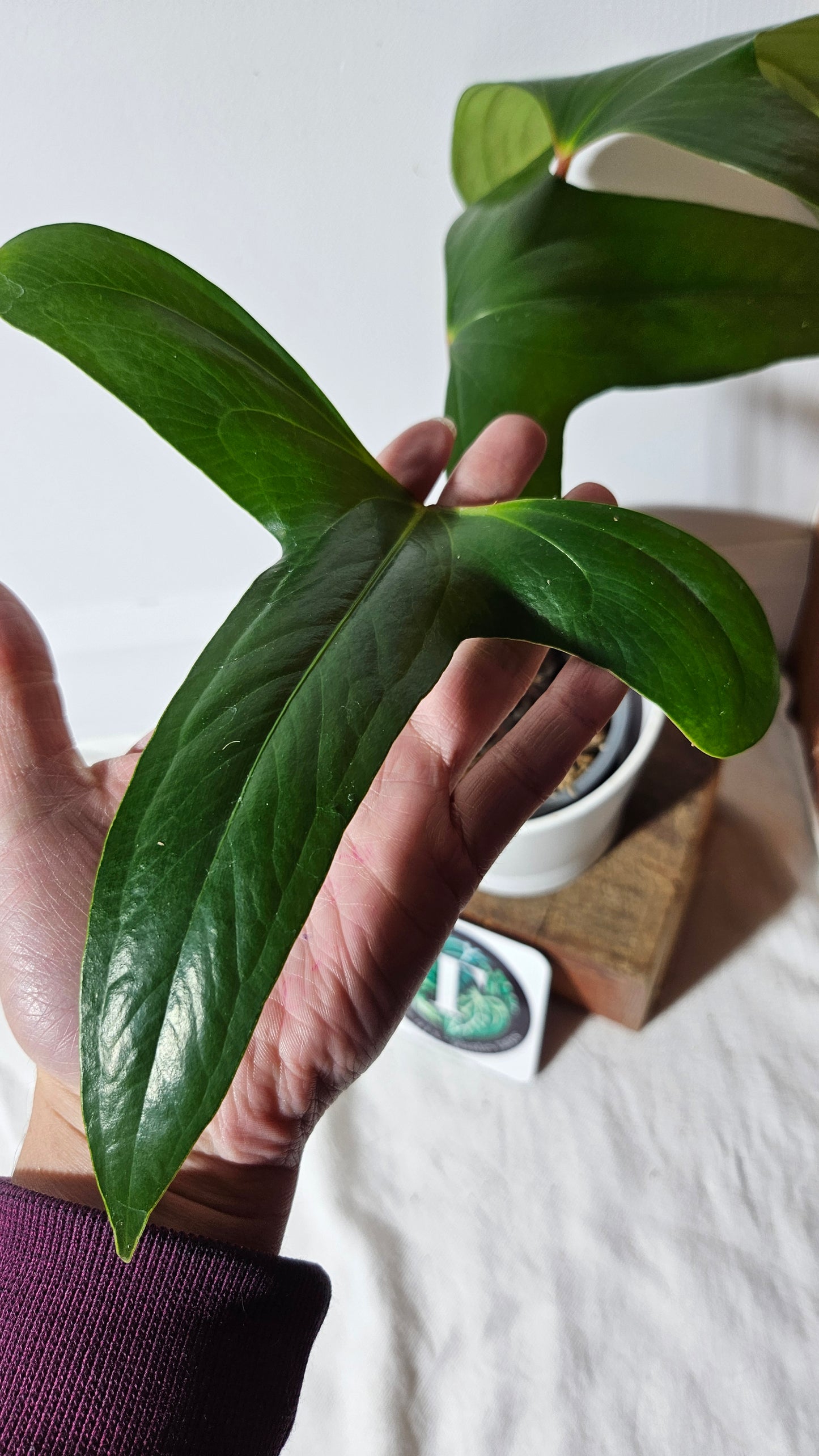 Anthurium  Pinkleyi "format LARGE" (ANT-263)