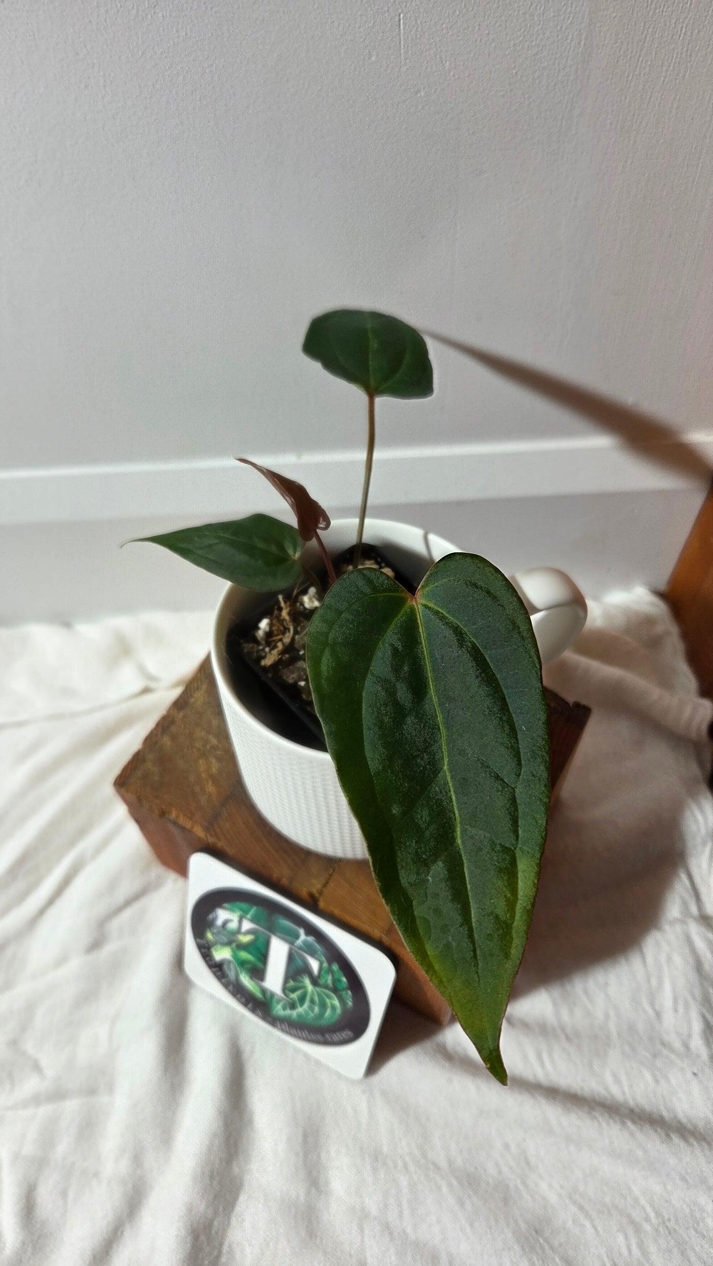 Anthurium Xone × Getafix "format PETIT" (ANT-651)