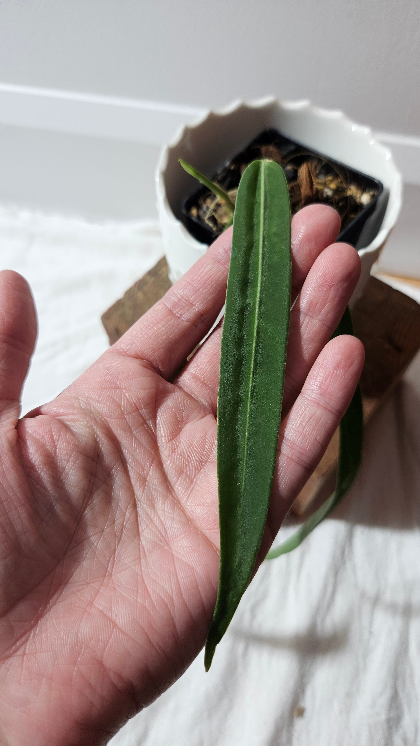 Anthurium Pallidiflorum "format PETIT/MOYEN"(ANT-599)