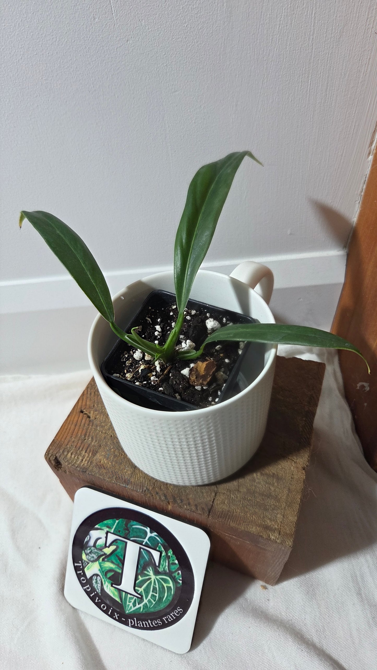 Philodendron Acutifolium (PHI-974)