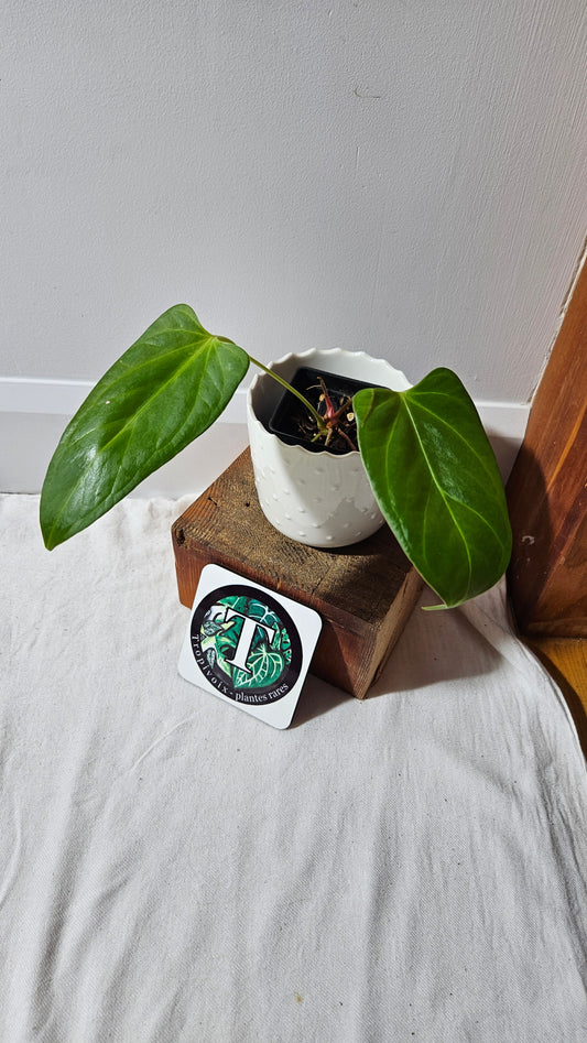 Anthurium Portillae Indo "SMALL format" (ANT-228)