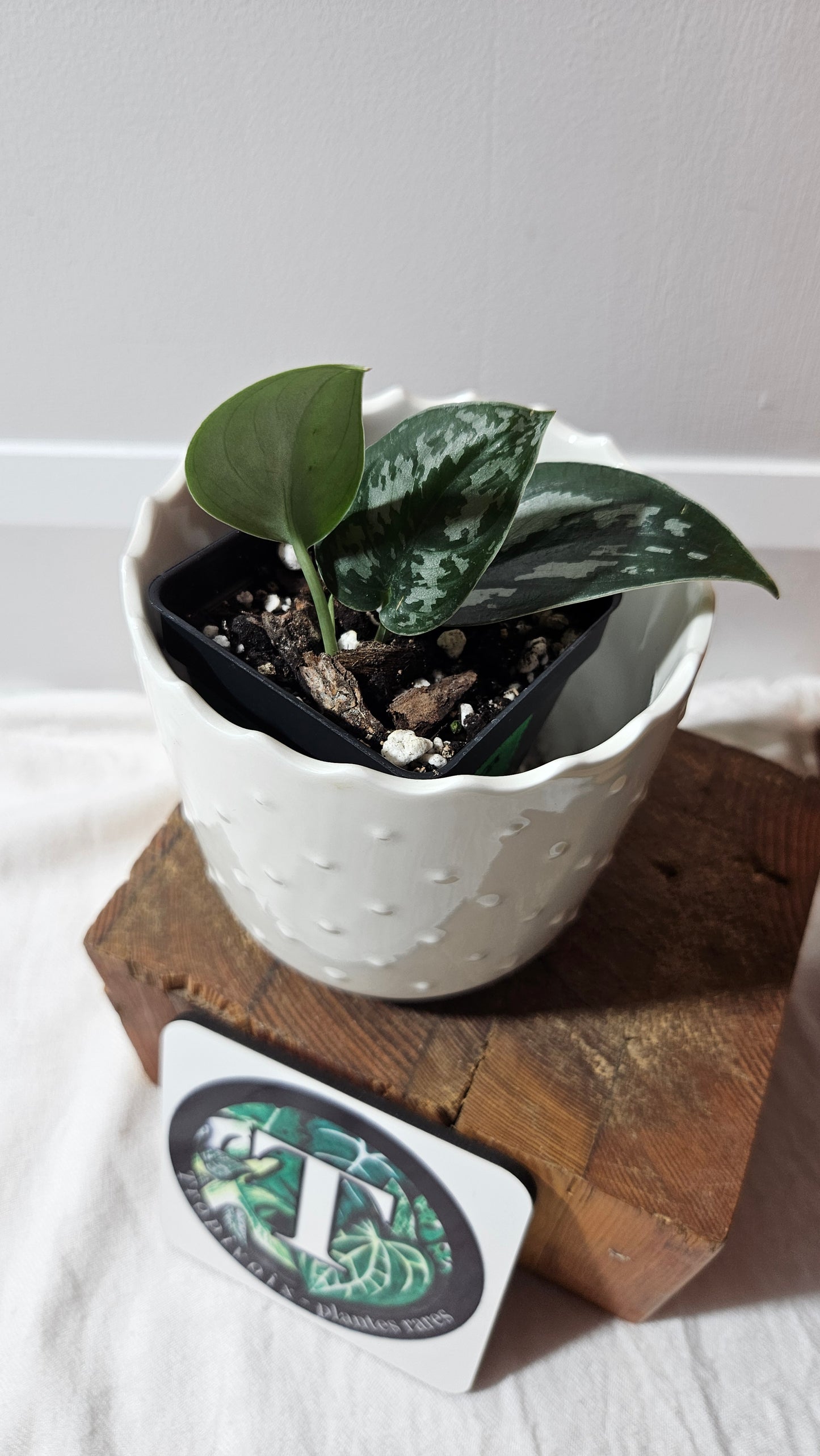 Scindapsus Black Exotica (SCI-1329)