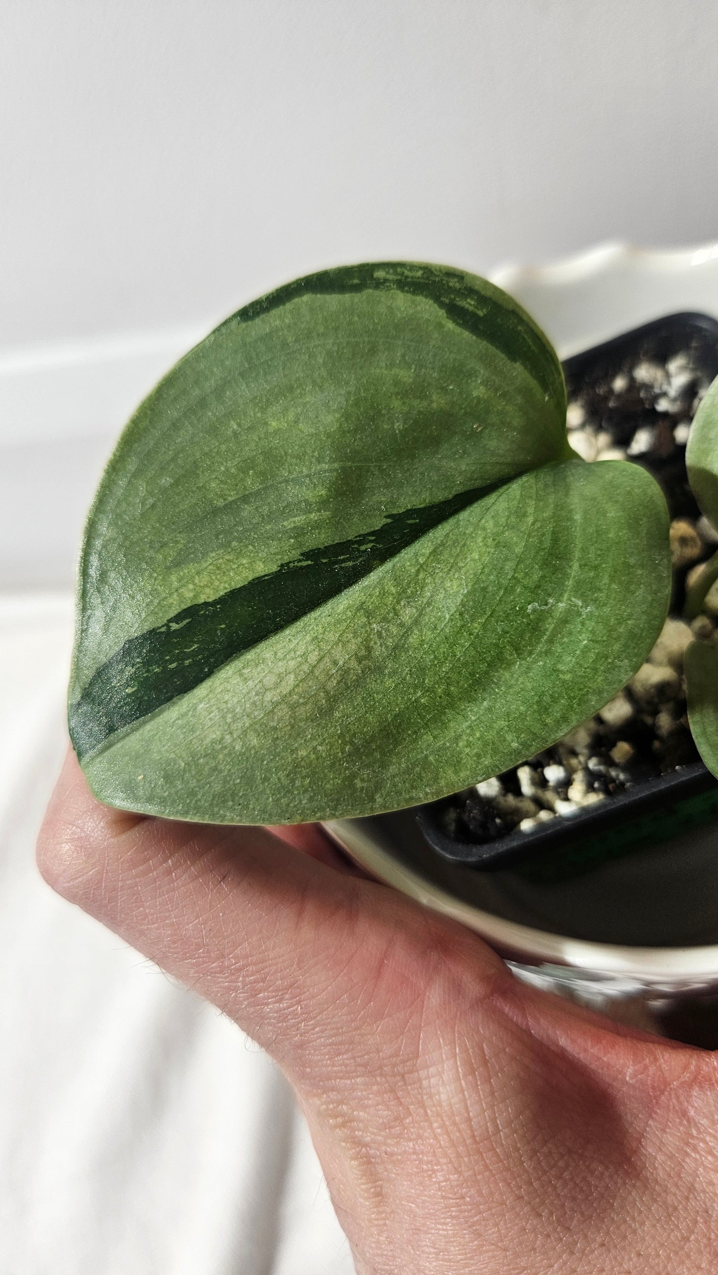 Scindapsus Treubii Moonlight Tricolore (SCI-962)