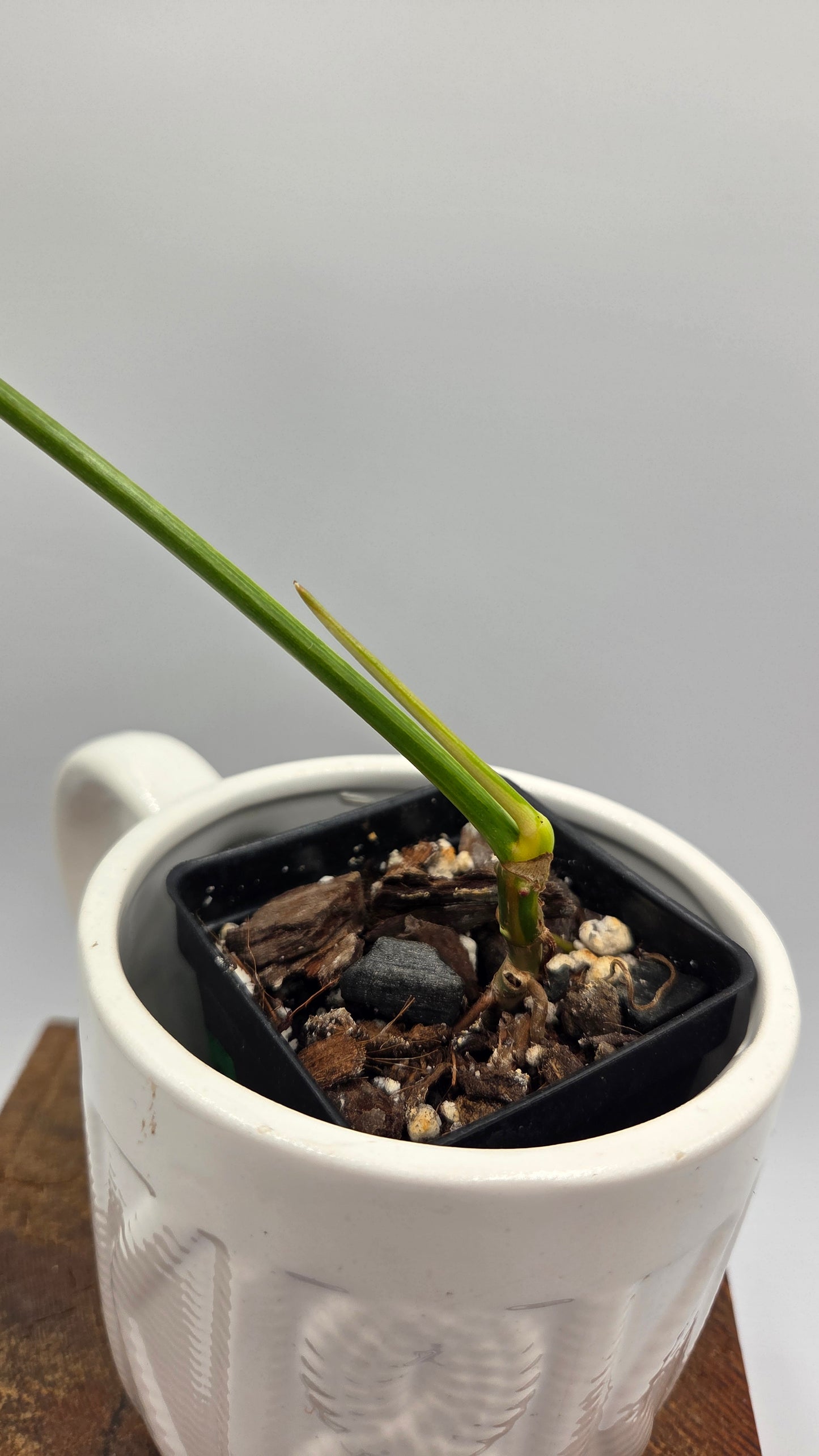 Philodendron Paradise Beauty (FloridaBeautyXParaiso Verde)(PHI-1023)