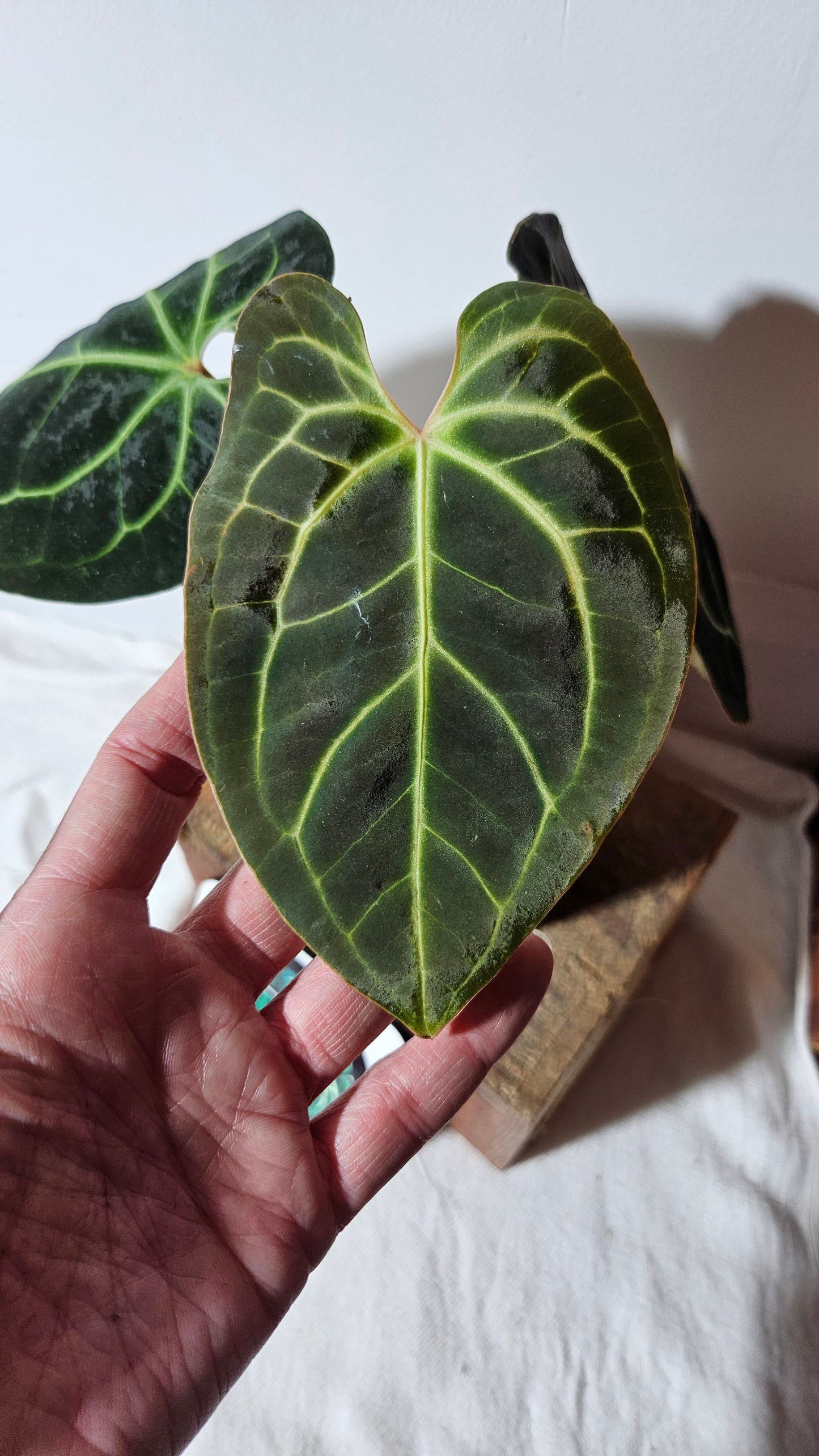 Anthurium Besseae Aff Velvet "Format MOYEN" (ANT-270)