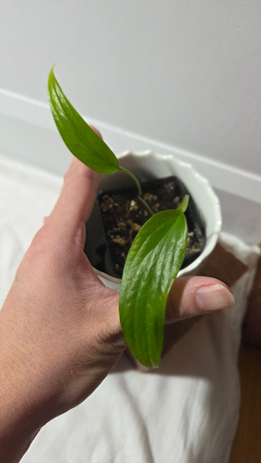 Amydrium Zippelianum (AMY-032)