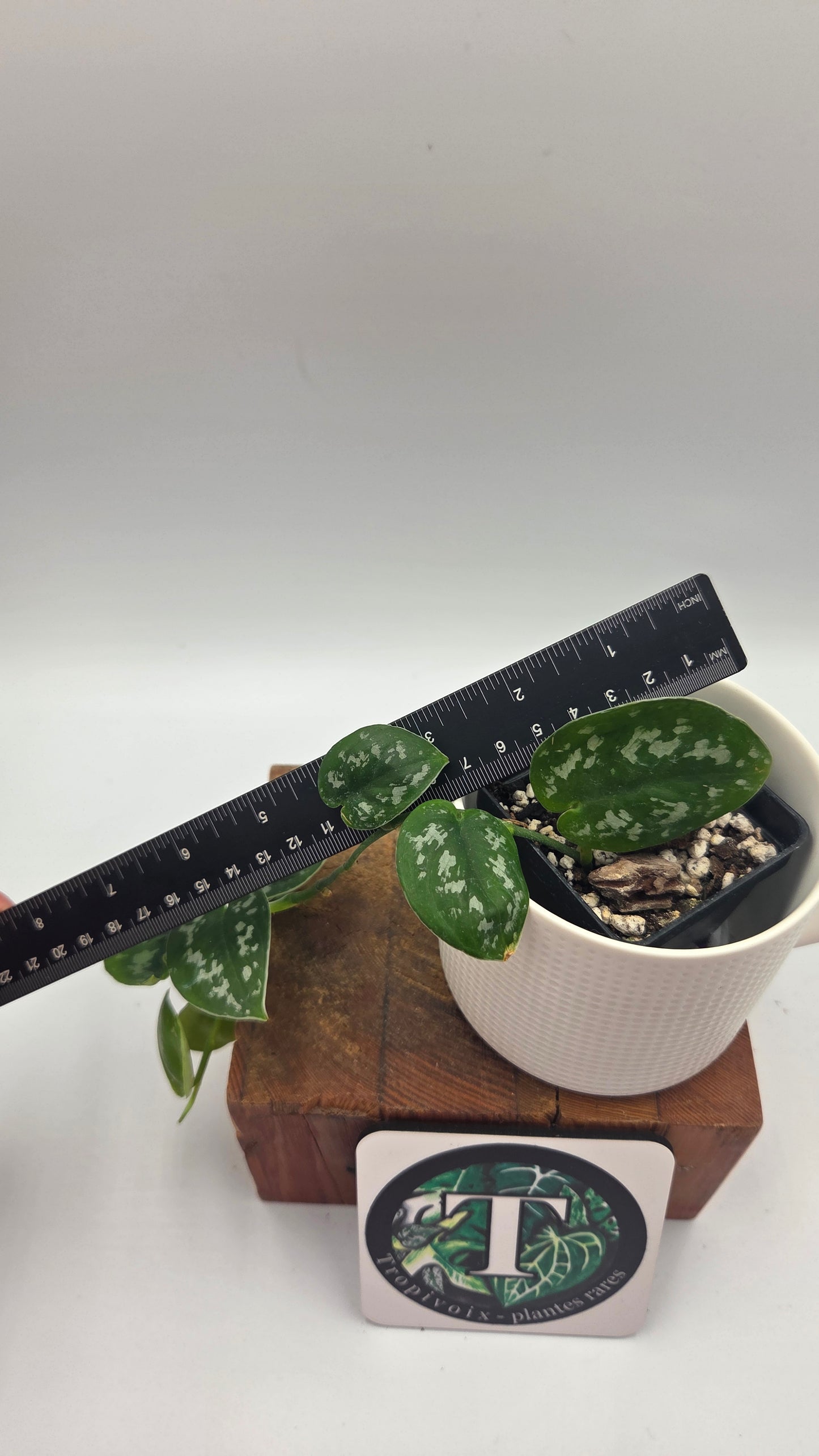 Scindapsus Black Exotica (SCI-1332)