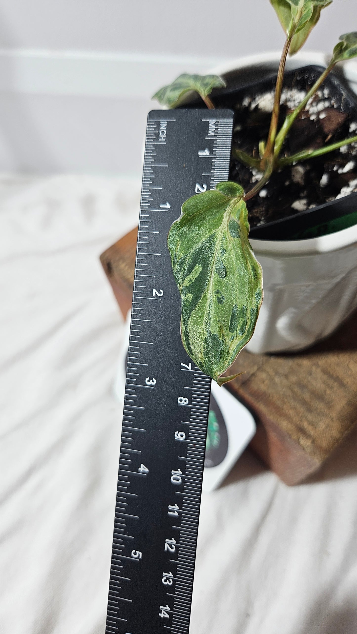 Philodendron Gloriosum "Snow leopard" (PHI-610)