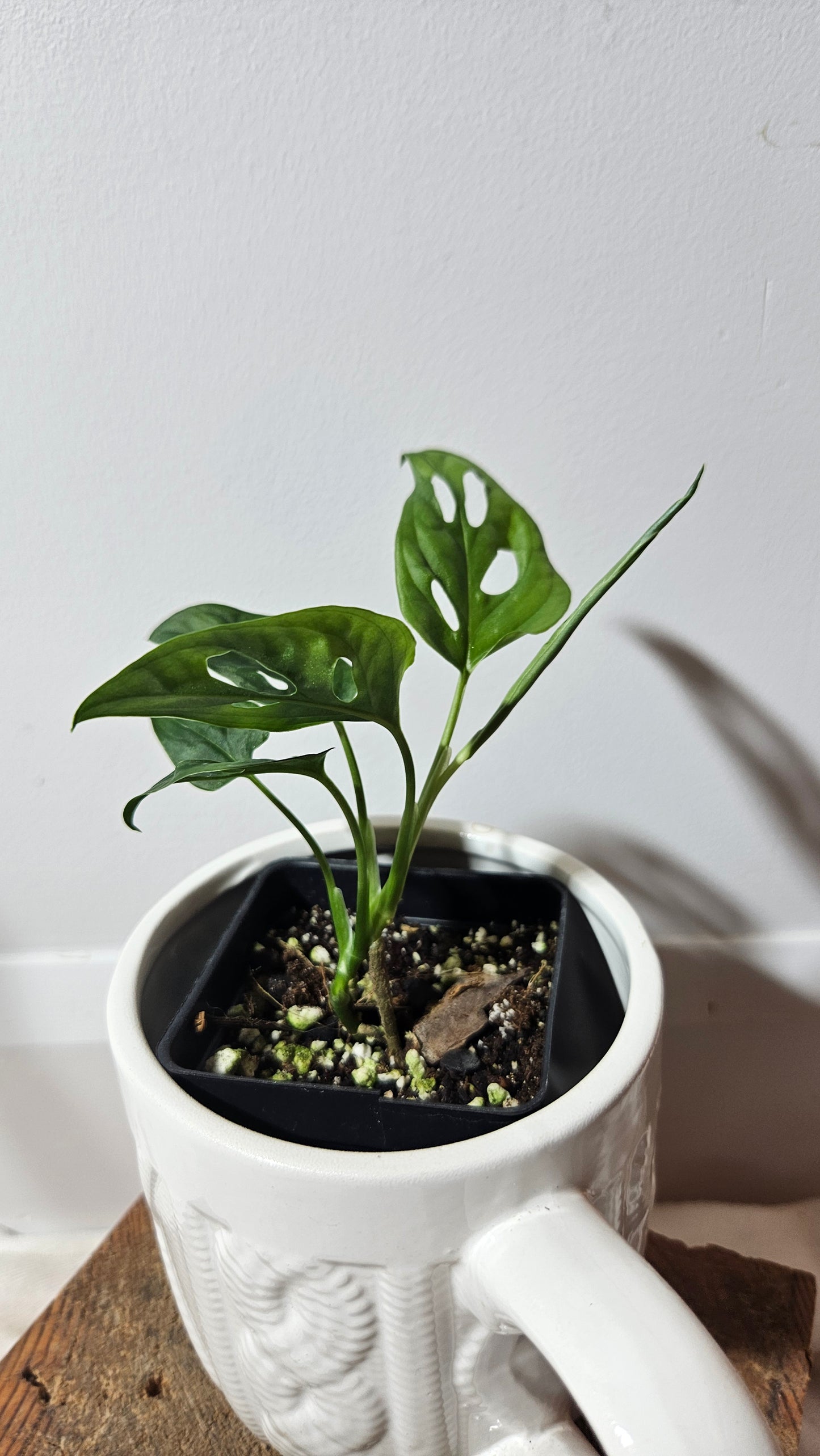 Monstera Obliqua Aff Cenepa (MON-238)