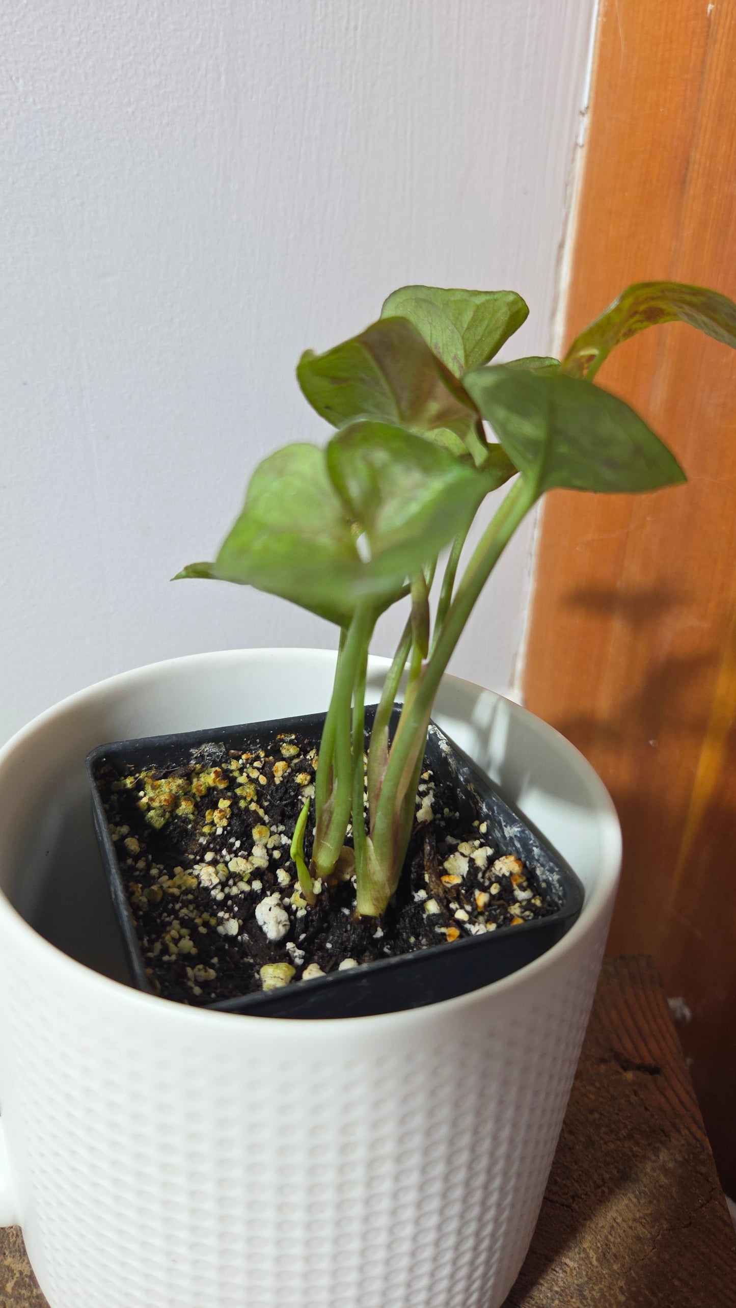 Syngonium Matcha Sprinkle (SYN-486)