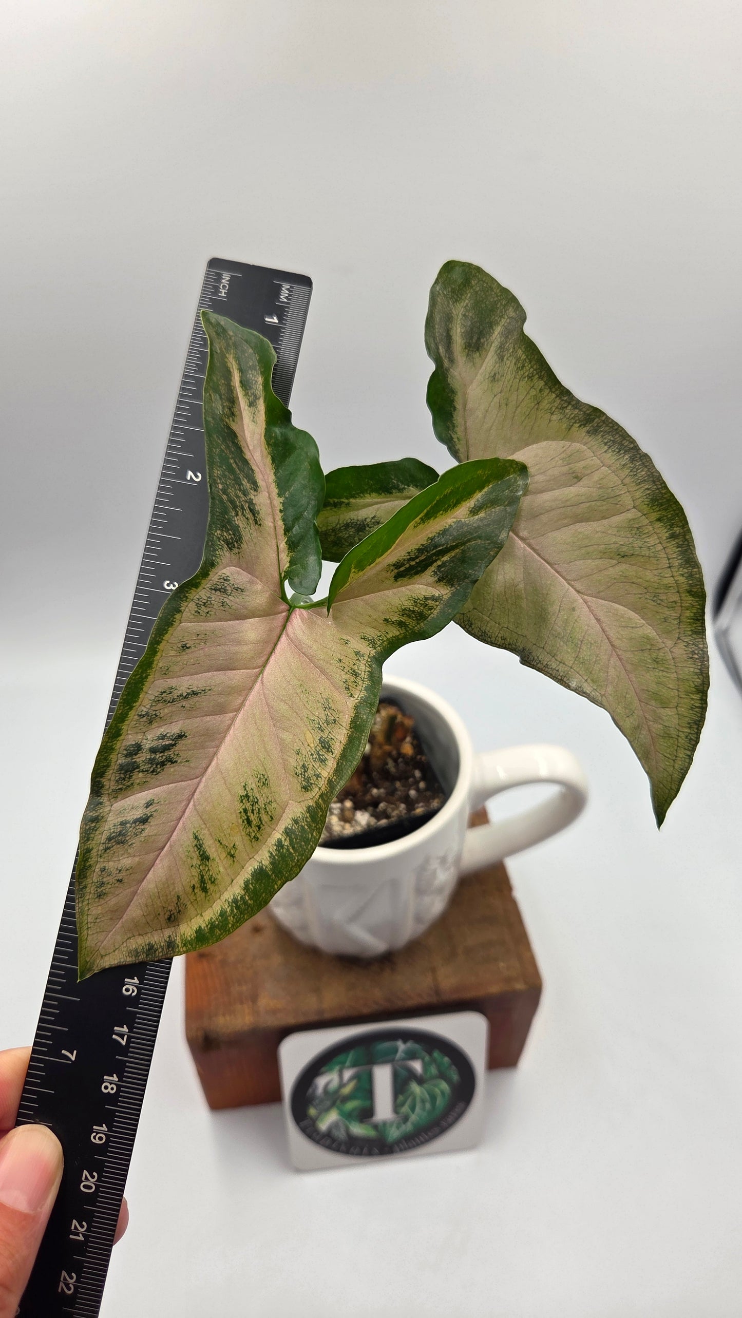 Syngonium Black Pink (SYN-526)