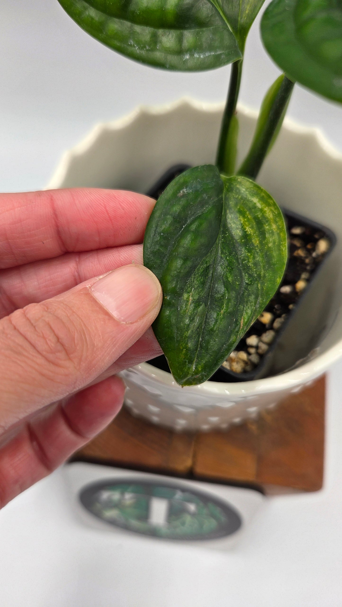 Monstera Karstenianum/Peru Variegata (MON-539)