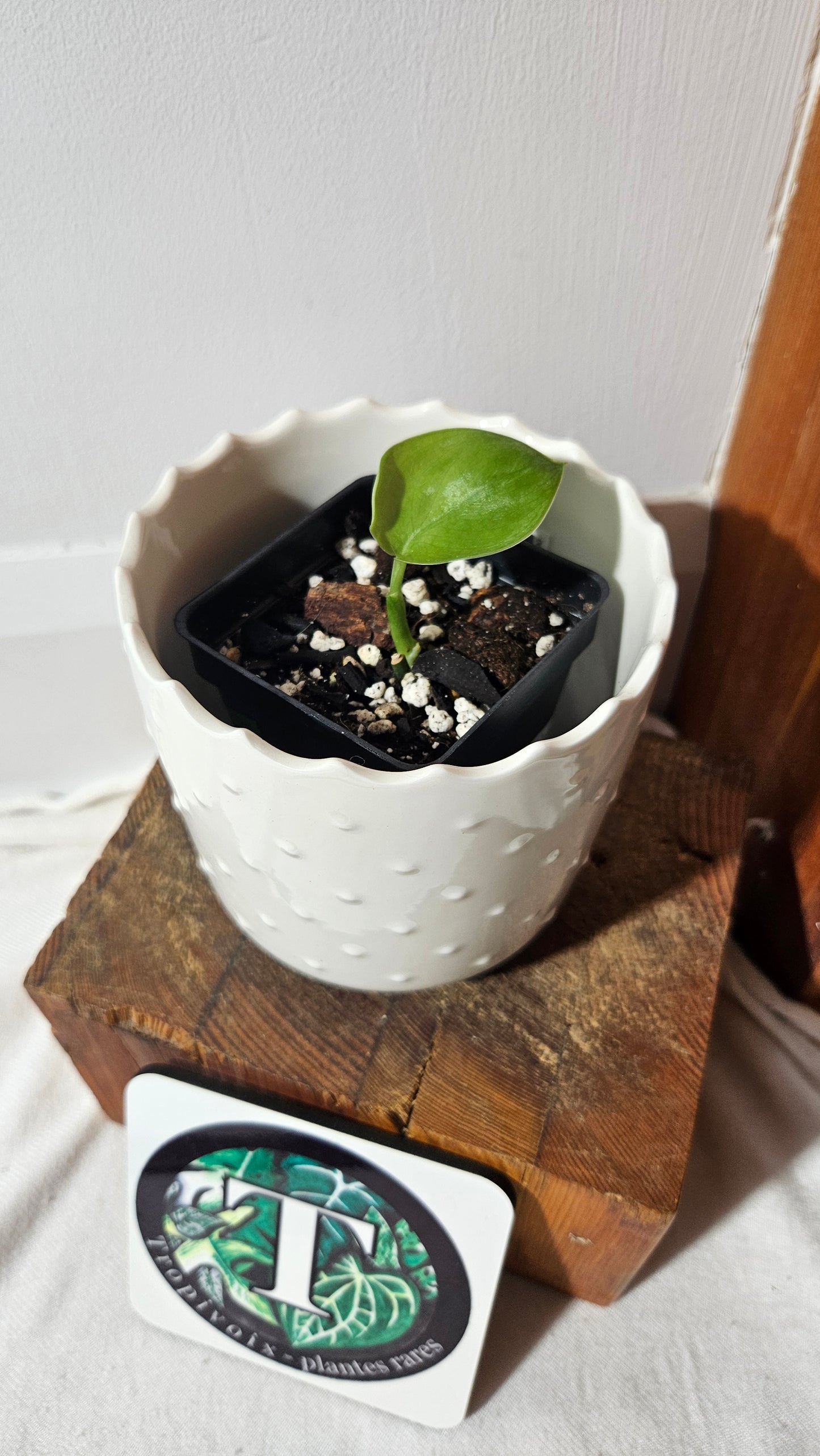 Scindapsus Silver Tattoo (SCI-1024)